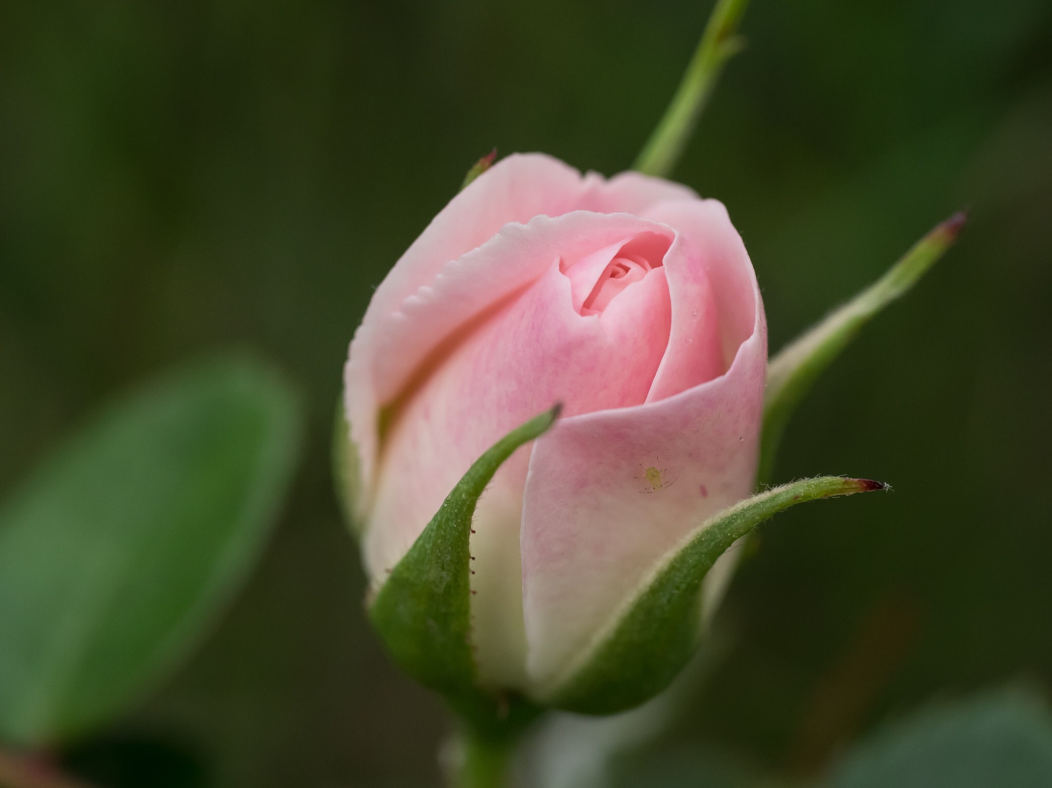 Panasonic Leica DG Macro-Elmarit 45mm F2.8 ASPH OIS sample photo. Olympus digital camera photography