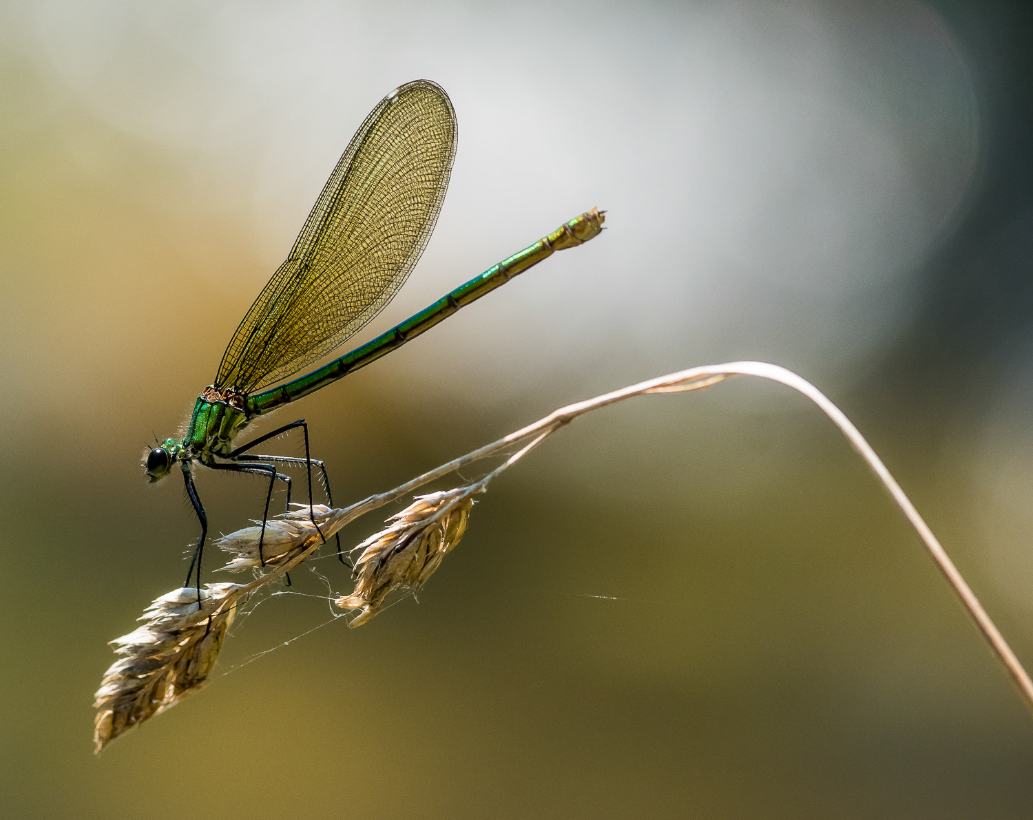 Sony ILCA-77M2 + Sony 70-400mm F4-5.6 G SSM sample photo. Gebänderte prachtlibelle ♀ photography