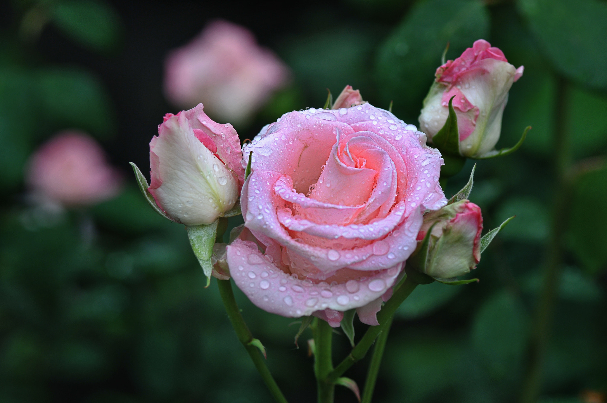 AF Micro-Nikkor 105mm f/2.8 sample photo. Роза photography