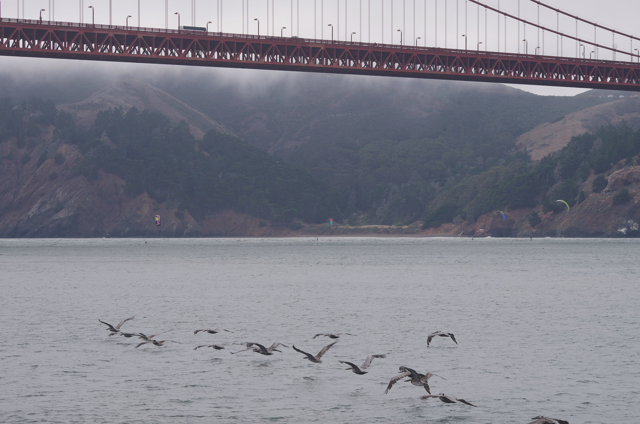 Sigma Lens (3 255) sample photo. Pélicans sous le ggb photography