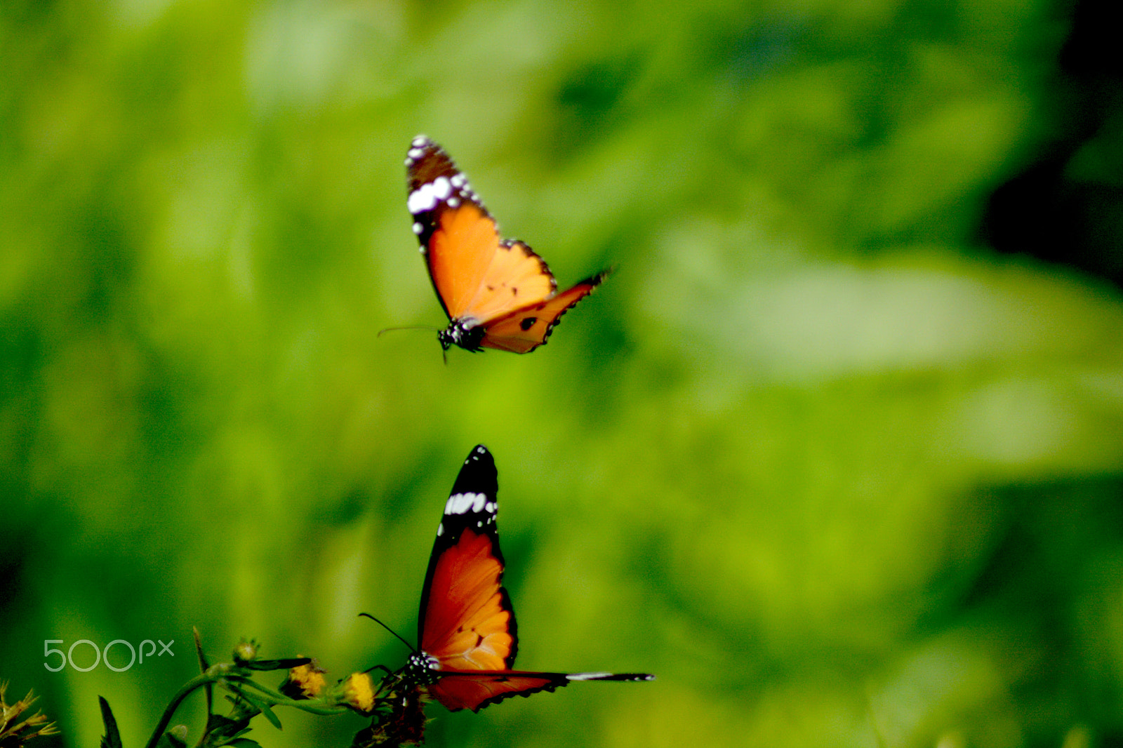 Nikon AF Nikkor 70-300mm F4-5.6G sample photo. Butterflies photography