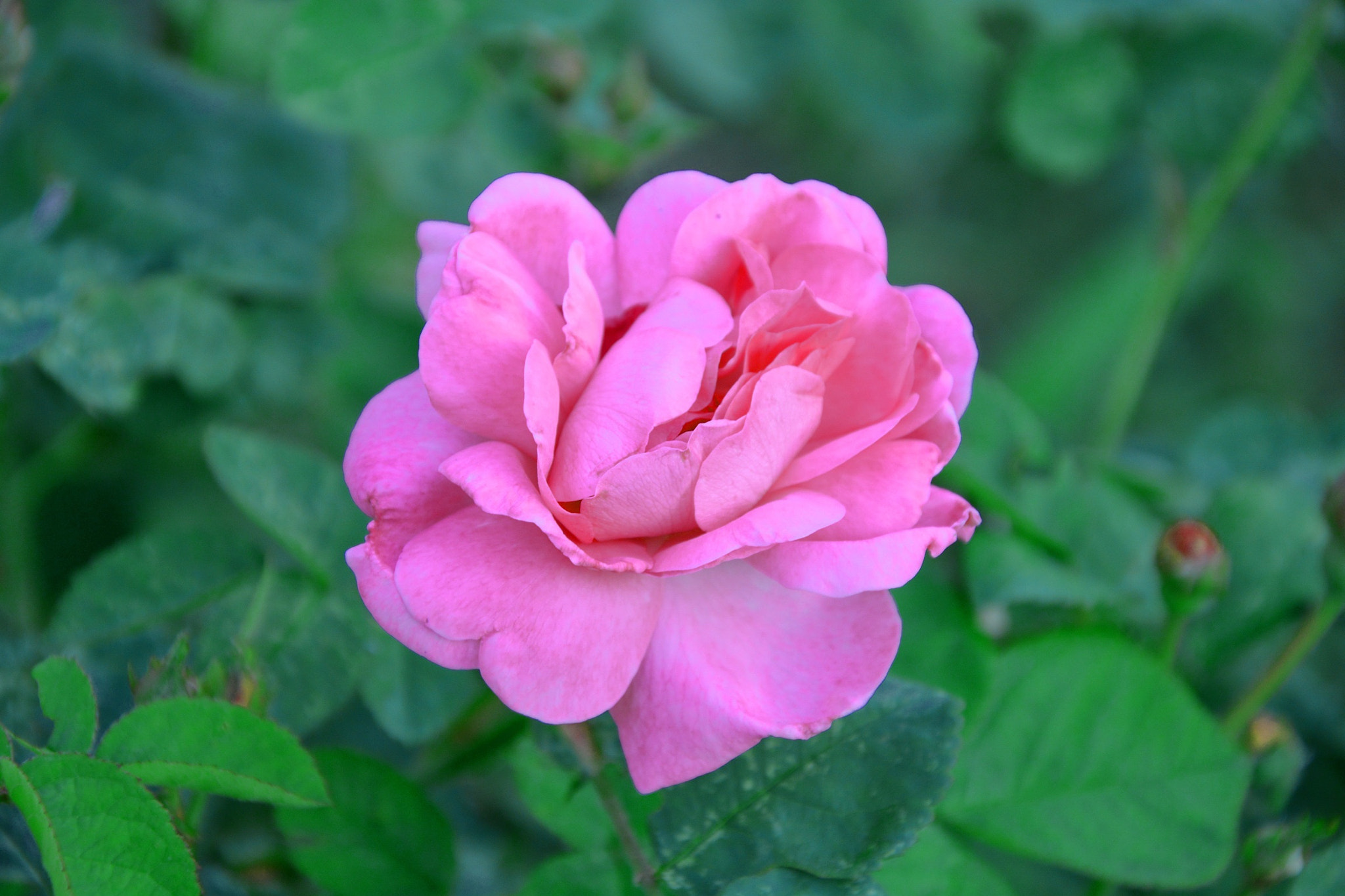 AF Zoom-Nikkor 28-100mm f/3.5-5.6G sample photo. Rose photography