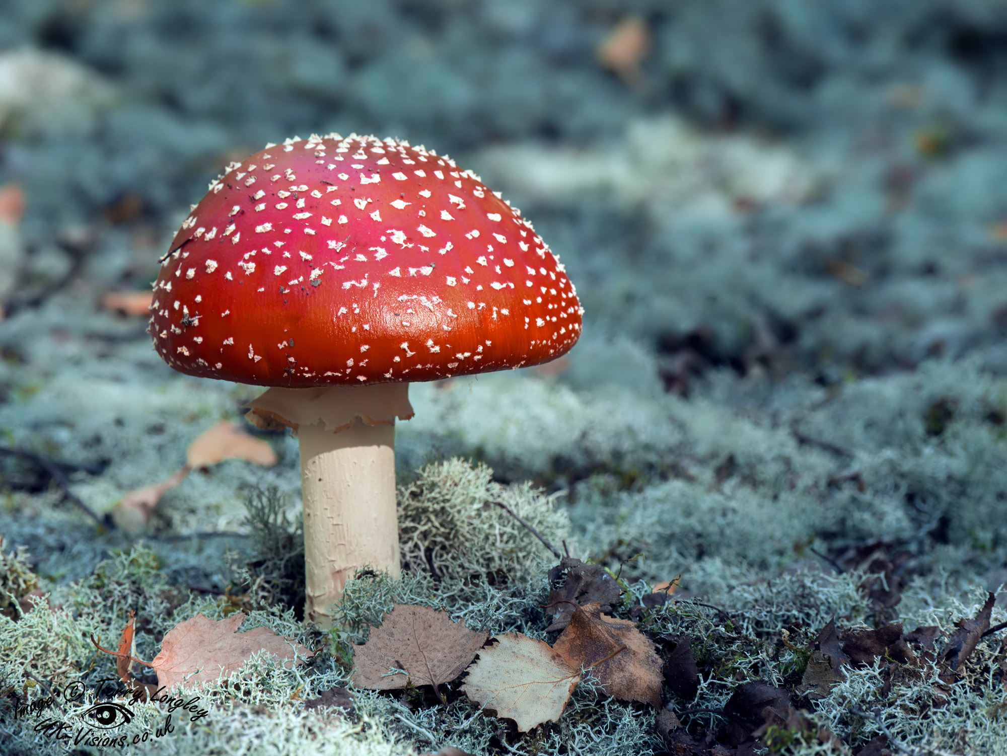 Panasonic Lumix DMC-G7 sample photo. Fly agaric in lichen photography