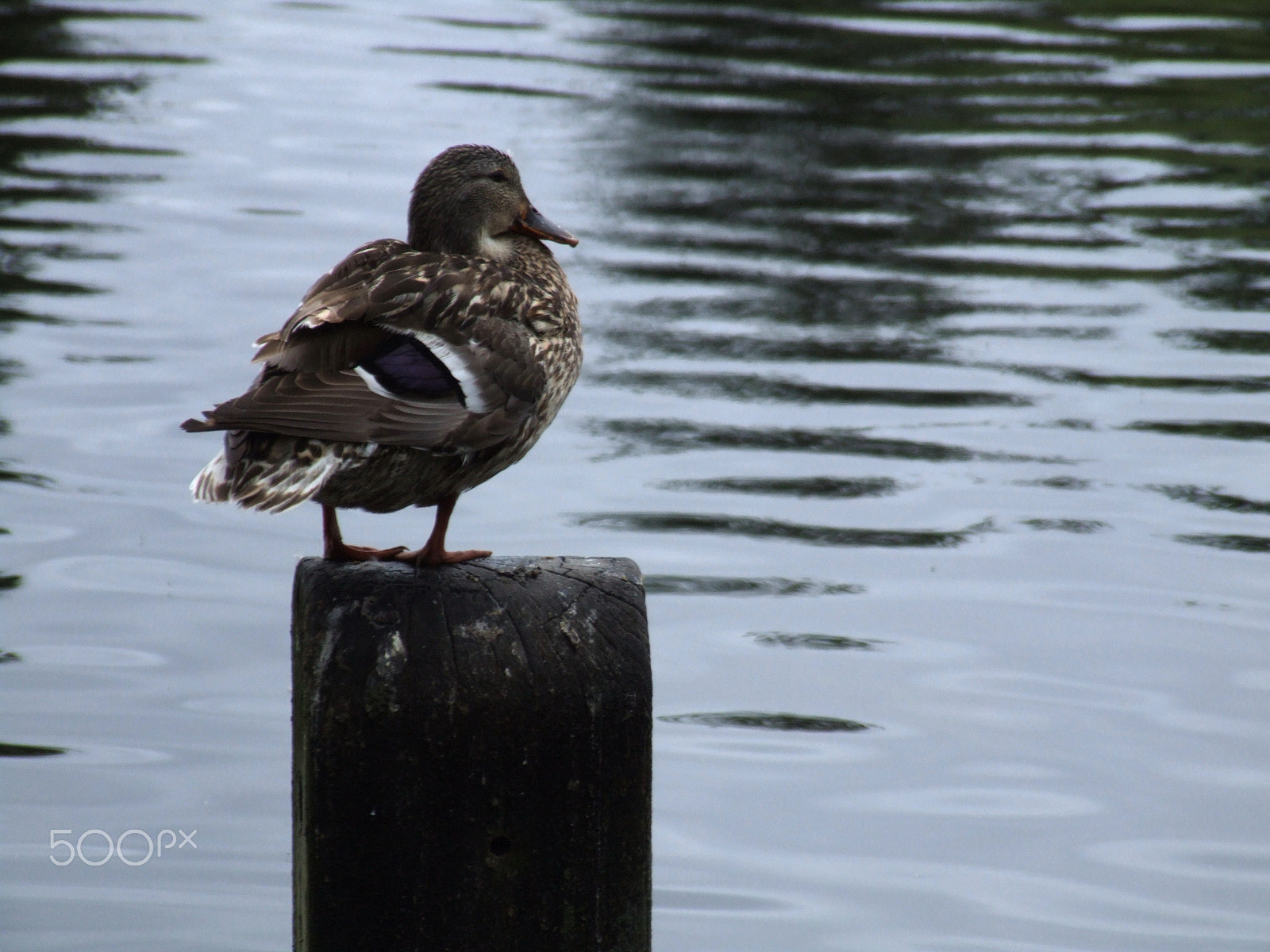 Fujifilm FinePix S9000 sample photo. () photography