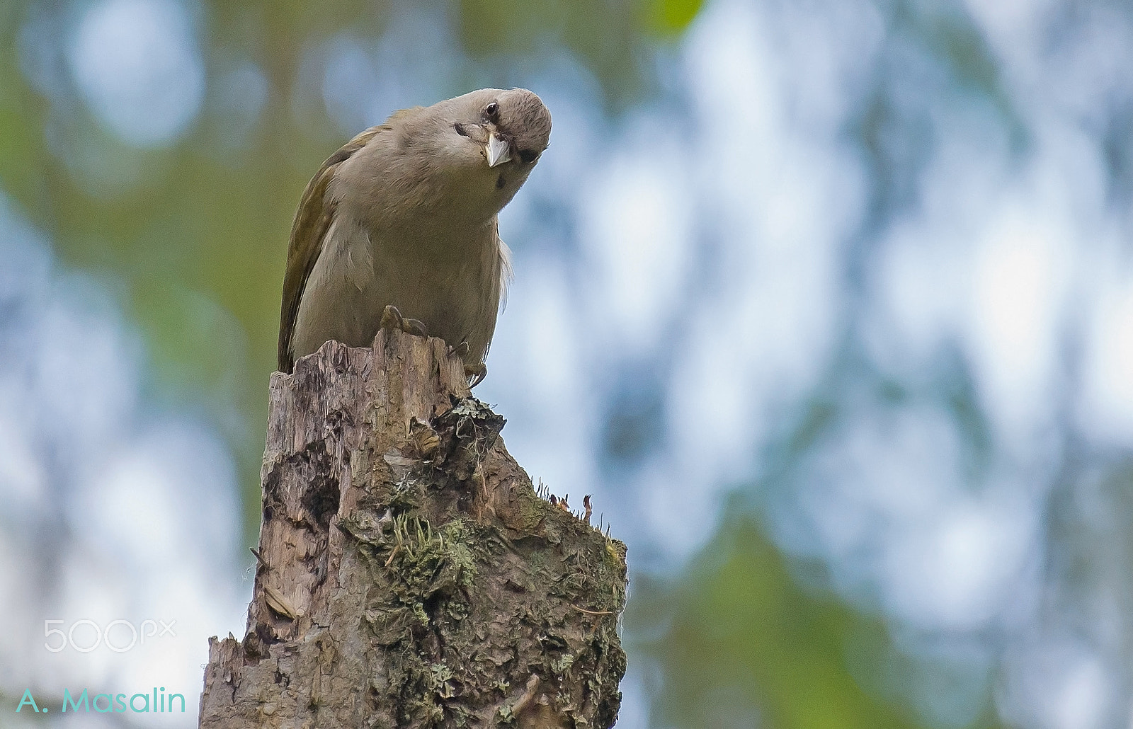 Nikon AF-S Nikkor 200-500mm F5.6E ED VR sample photo. Grey headed-woodpecker photography