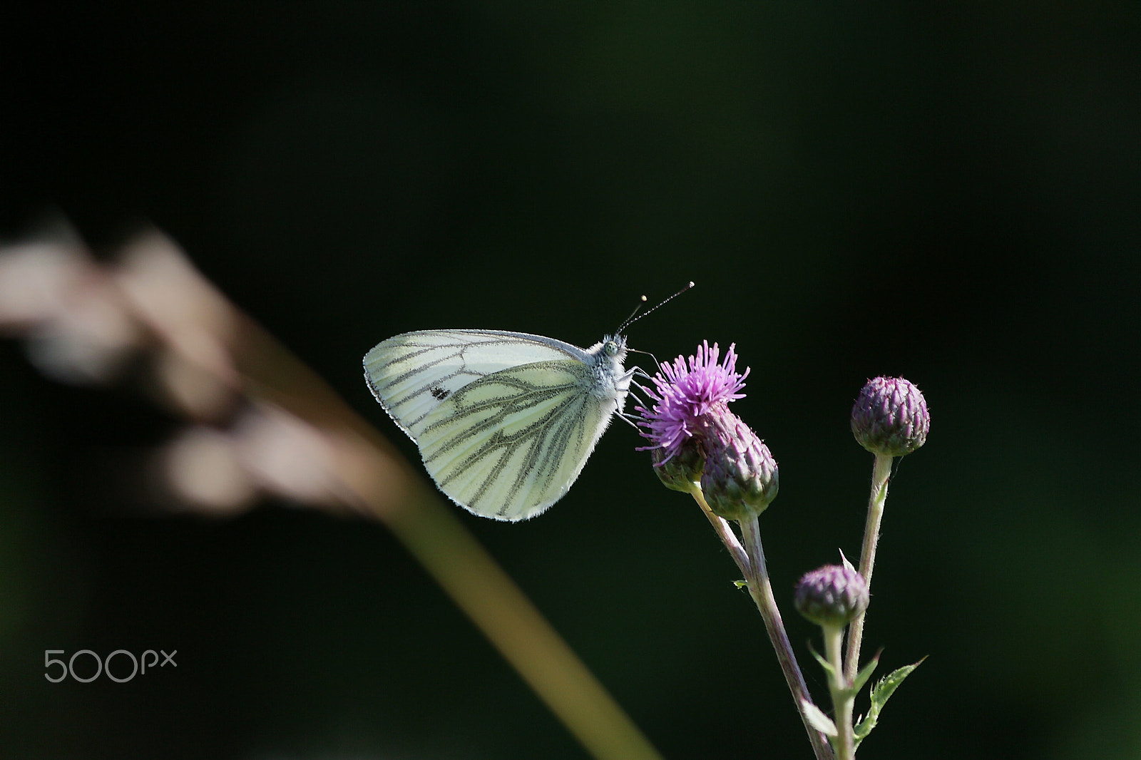 Canon EF-S 55-250mm F4-5.6 IS sample photo. N.t. photography