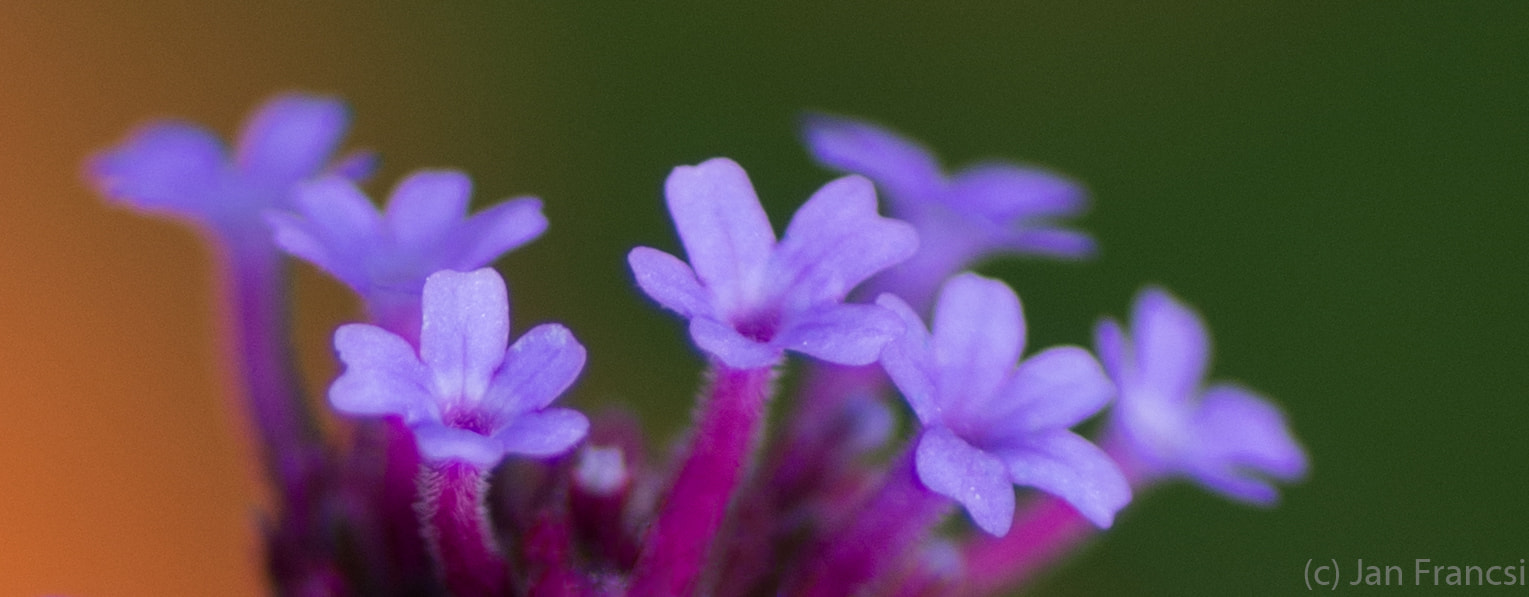 Pentax K-5 + Tamron SP AF 90mm F2.8 Di Macro sample photo. Reaching out for the summer sun photography