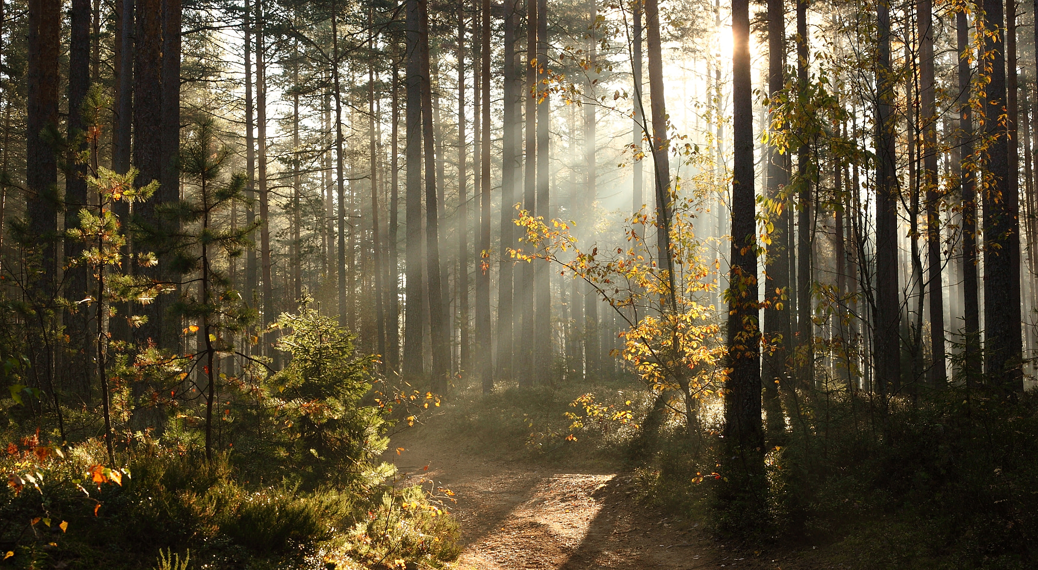 Canon EF 50mm F1.8 II sample photo. Sweet october morning photography