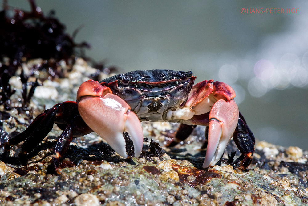 Canon EOS 7D Mark II + Canon EF 100-400mm F4.5-5.6L IS USM sample photo. Crab photography