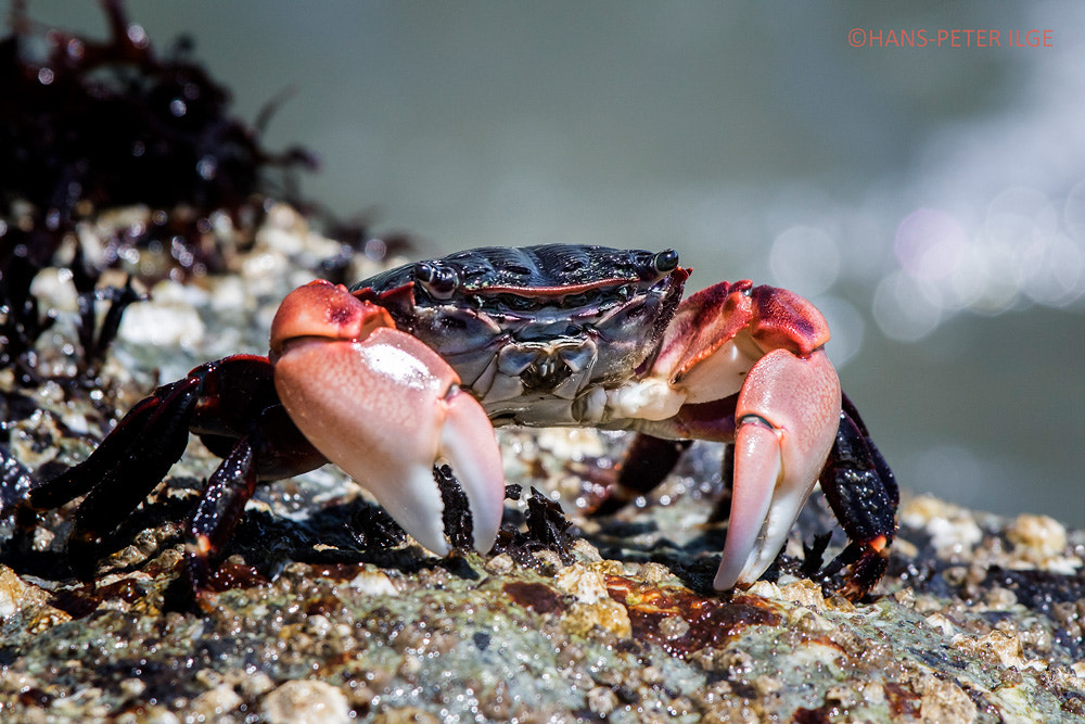 Canon EF 100-400mm F4.5-5.6L IS USM sample photo. Crab photography