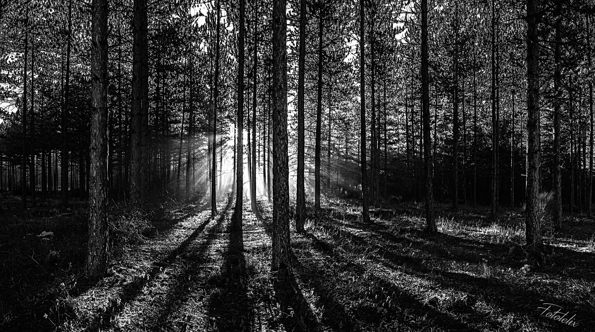 OLYMPUS 14-42mm Lens sample photo. Sun rising photography