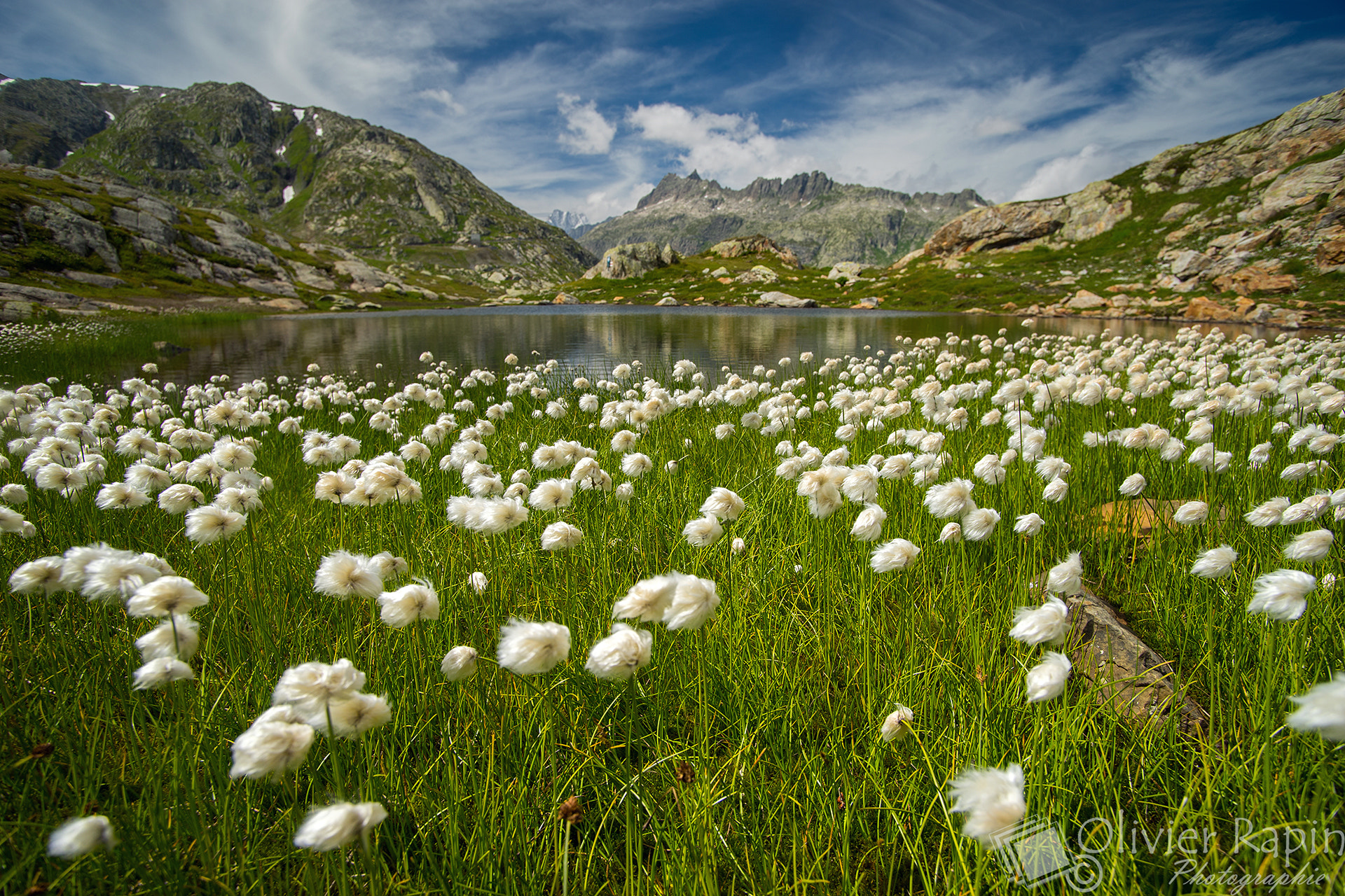 Sony a7 + Minolta AF 17-35mm F2.8-4 (D) sample photo. Flowers on swiss alps photography