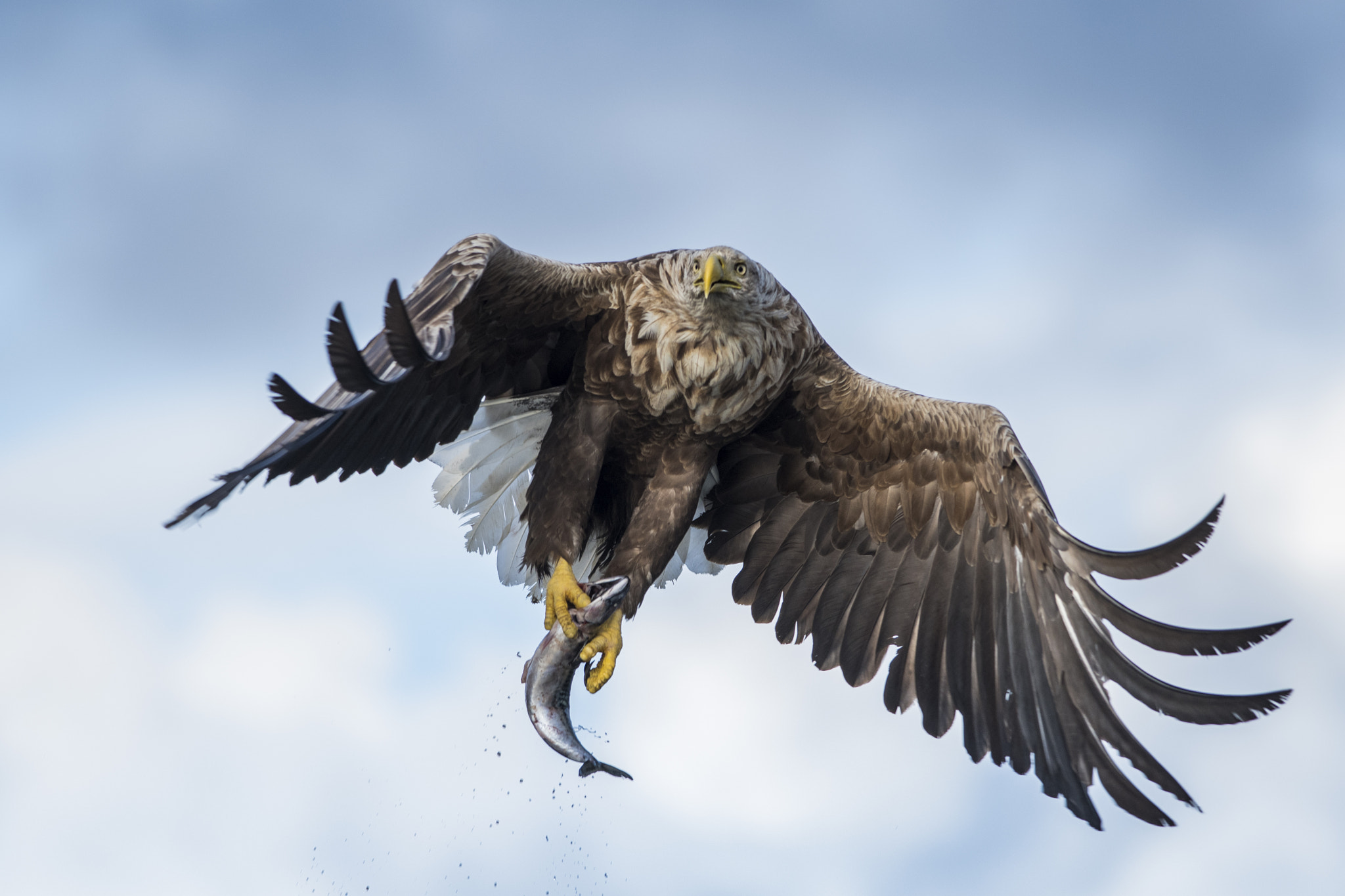 Nikon D500 + Nikon AF-S Nikkor 300mm F4D ED-IF sample photo. Flying sea eagle photography