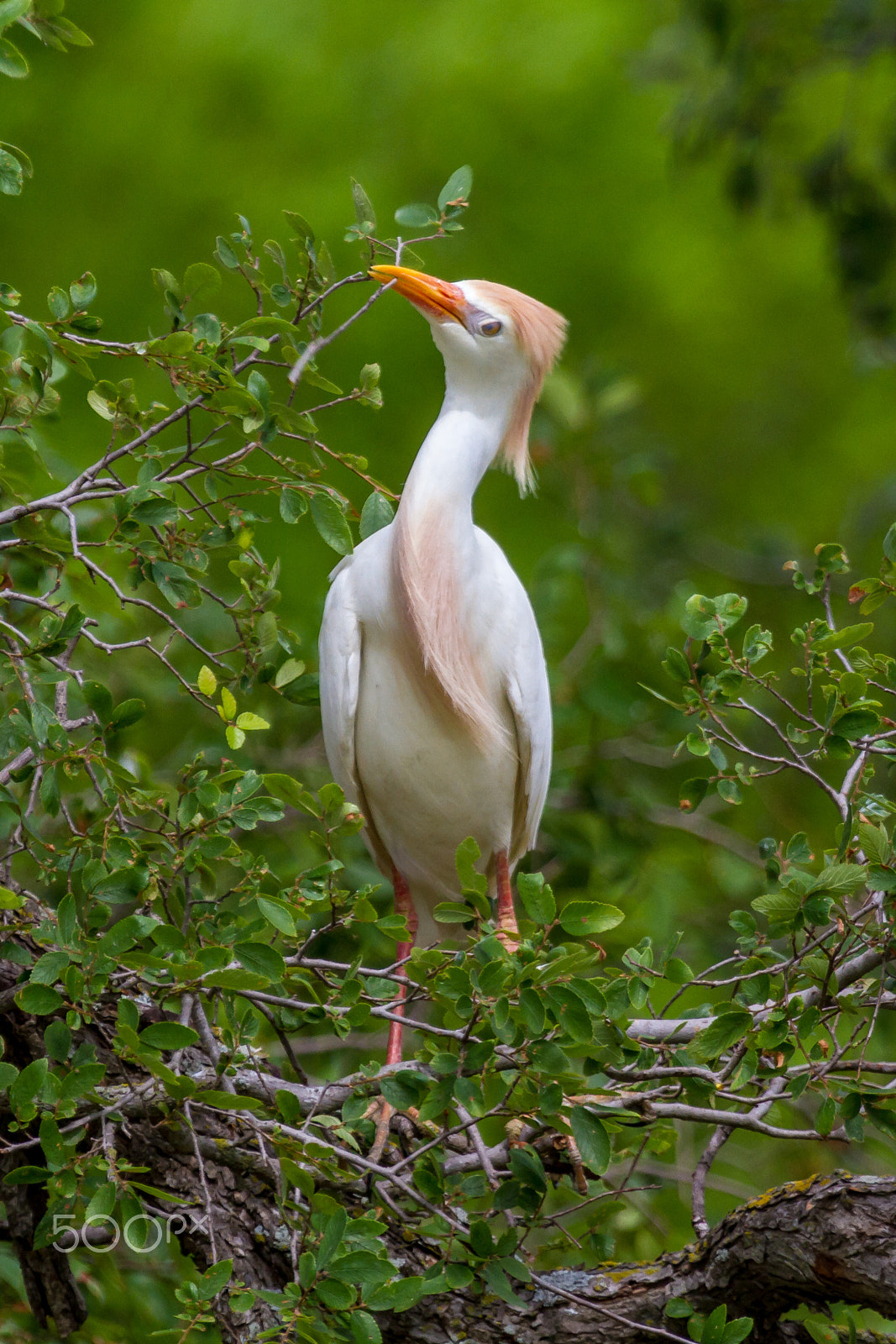 Canon EF 100-400mm F4.5-5.6L IS USM sample photo. Cattle egret photography
