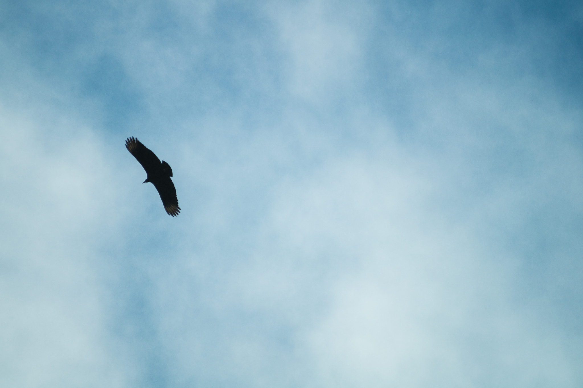 Minolta AF 100-300mm F4.5-5.6 APO [New] sample photo. The condor of andes flying! photography