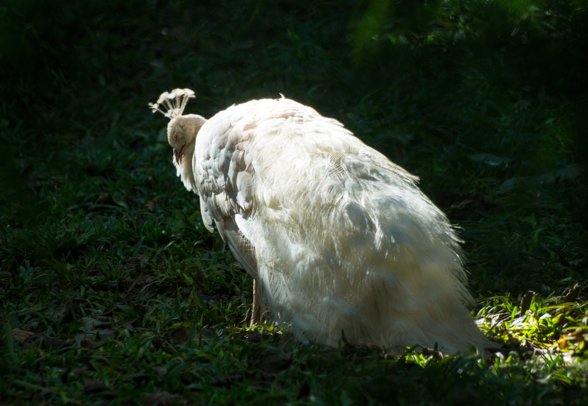 Sony SLT-A58 + Sigma 30mm F1.4 EX DC HSM sample photo. The paon queen is sleeping! photography