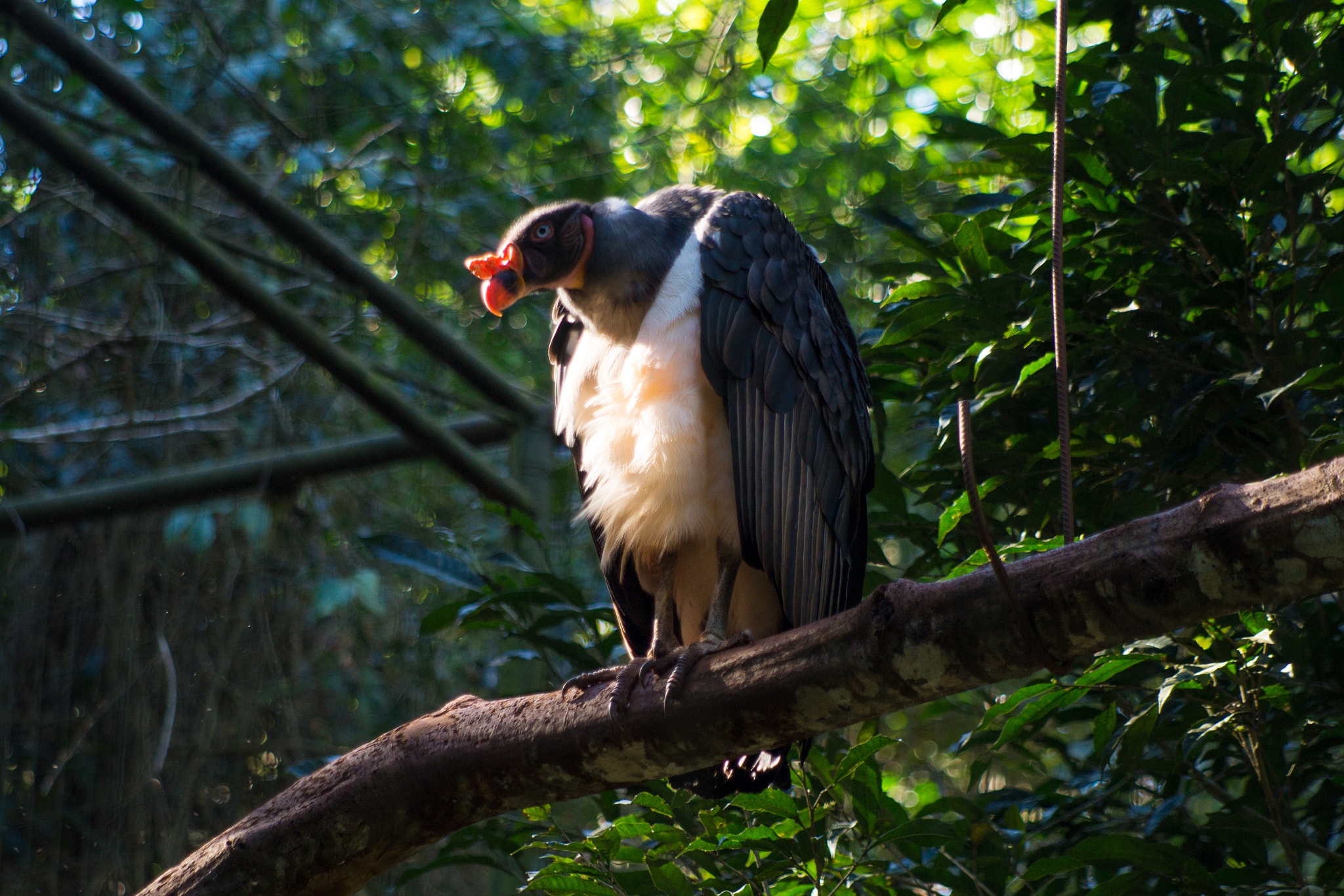Minolta AF 100-400mm F4.5-6.7 APO sample photo. The condor of andes is looking for you! photography