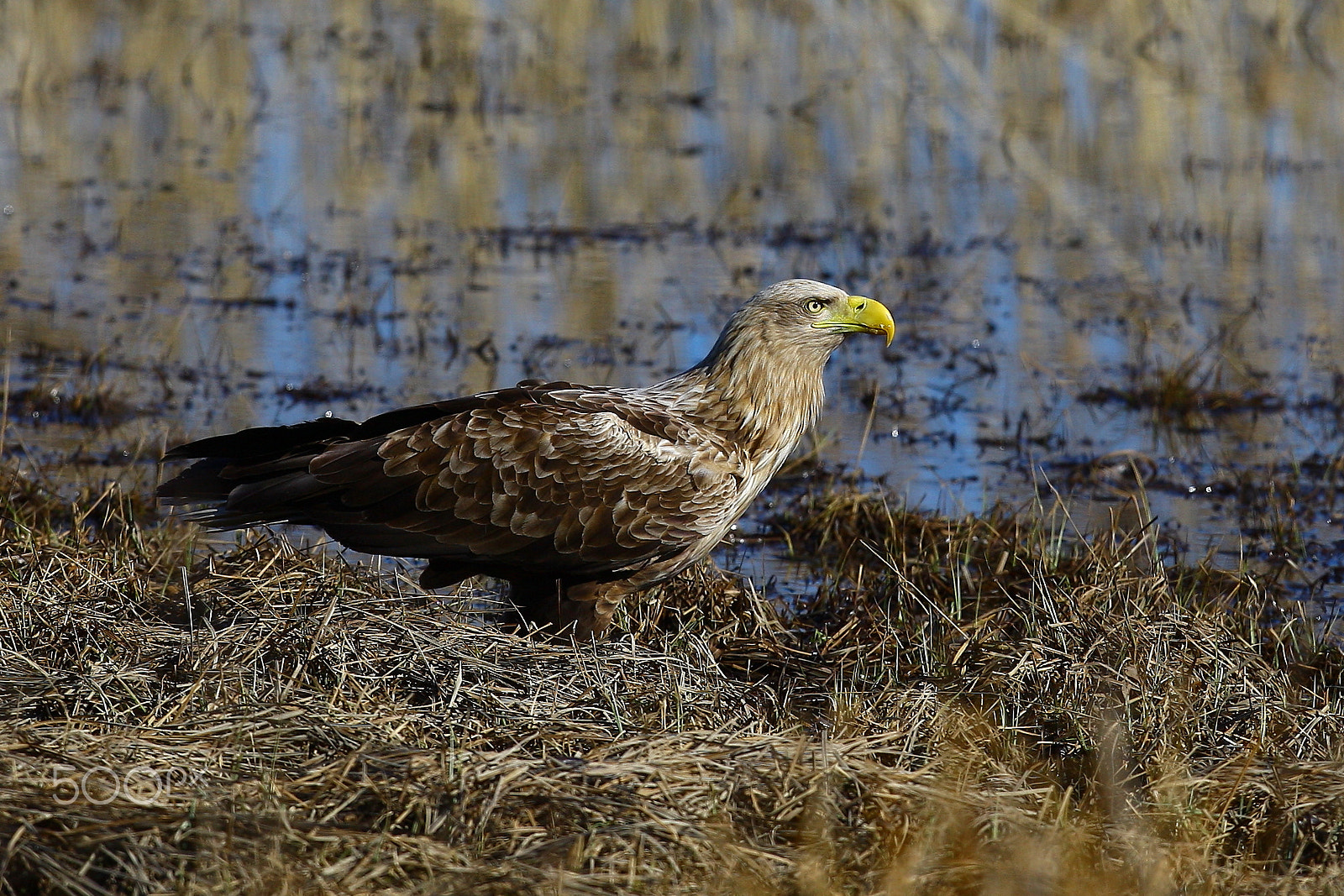 Canon EOS-1D Mark III sample photo. Add female sea eagle photography