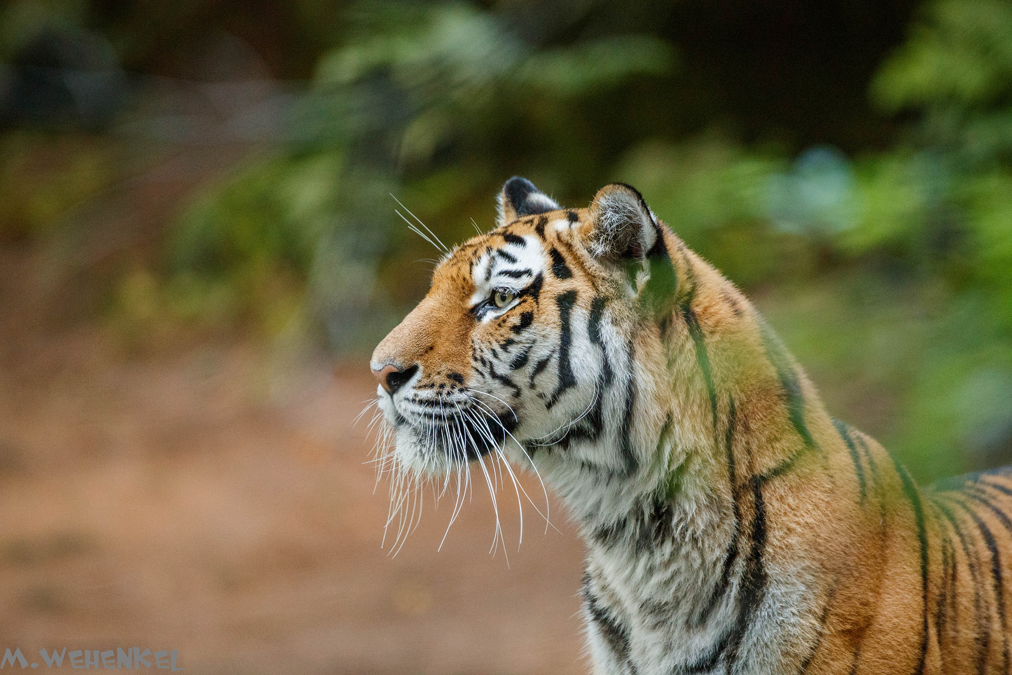 Canon EF 500mm F4L IS USM sample photo