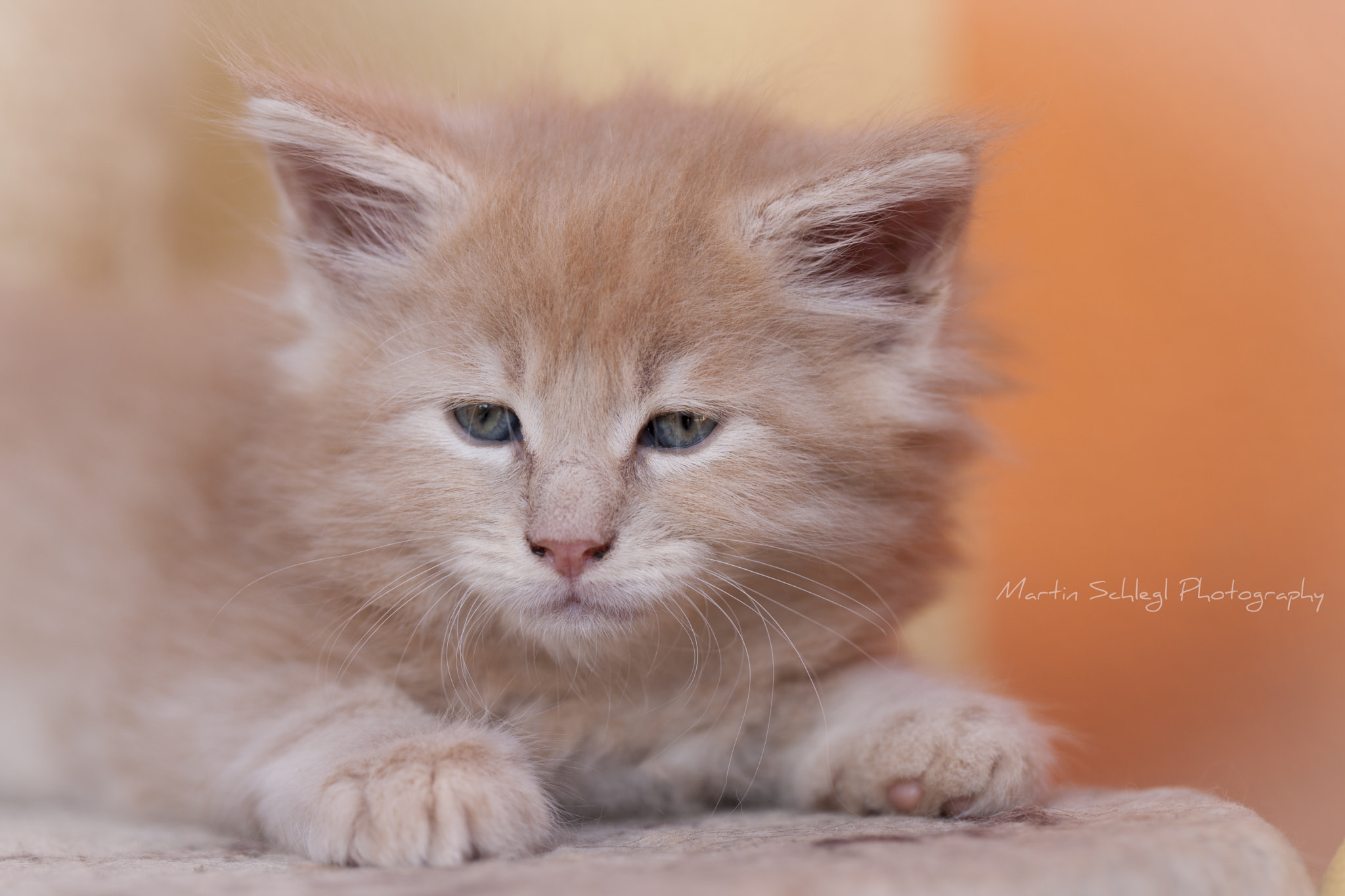 Canon EOS-1Ds Mark III sample photo. My big boy 6 wochen <3 photography