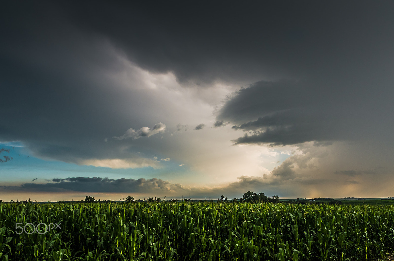 Pentax K-5 IIs sample photo. Cloudy corn photography