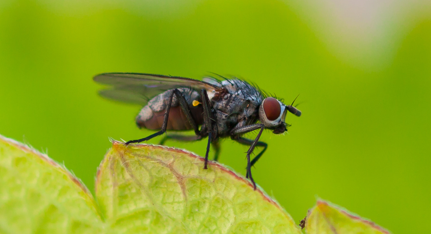 Canon EOS 30D + Canon EF 100mm F2.8 Macro USM sample photo. Fly on leaf photography