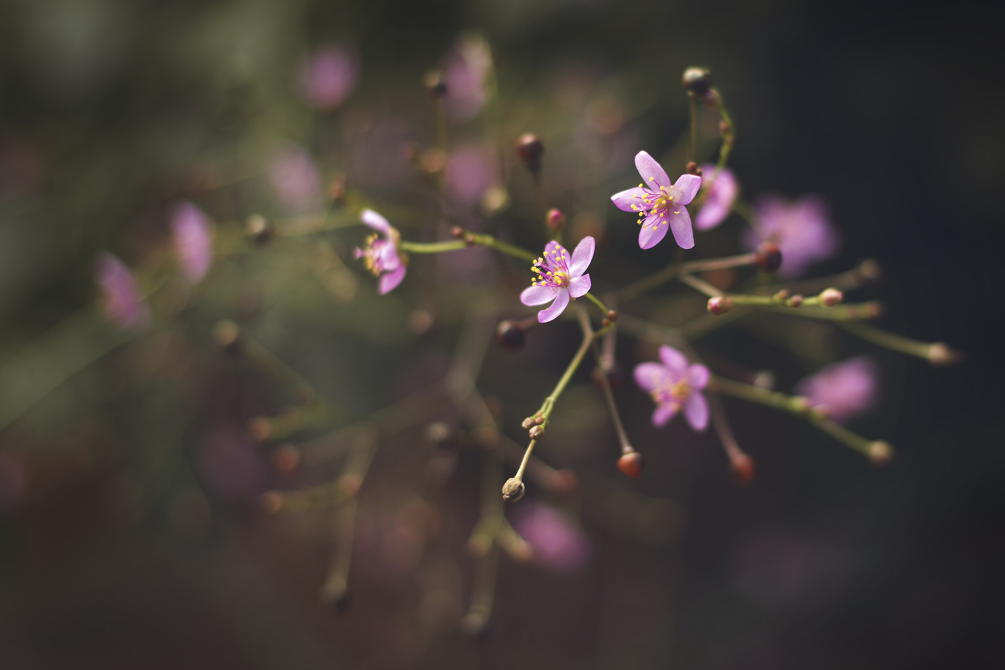 Canon EF 40mm F2.8 STM sample photo. Pinkflower photography