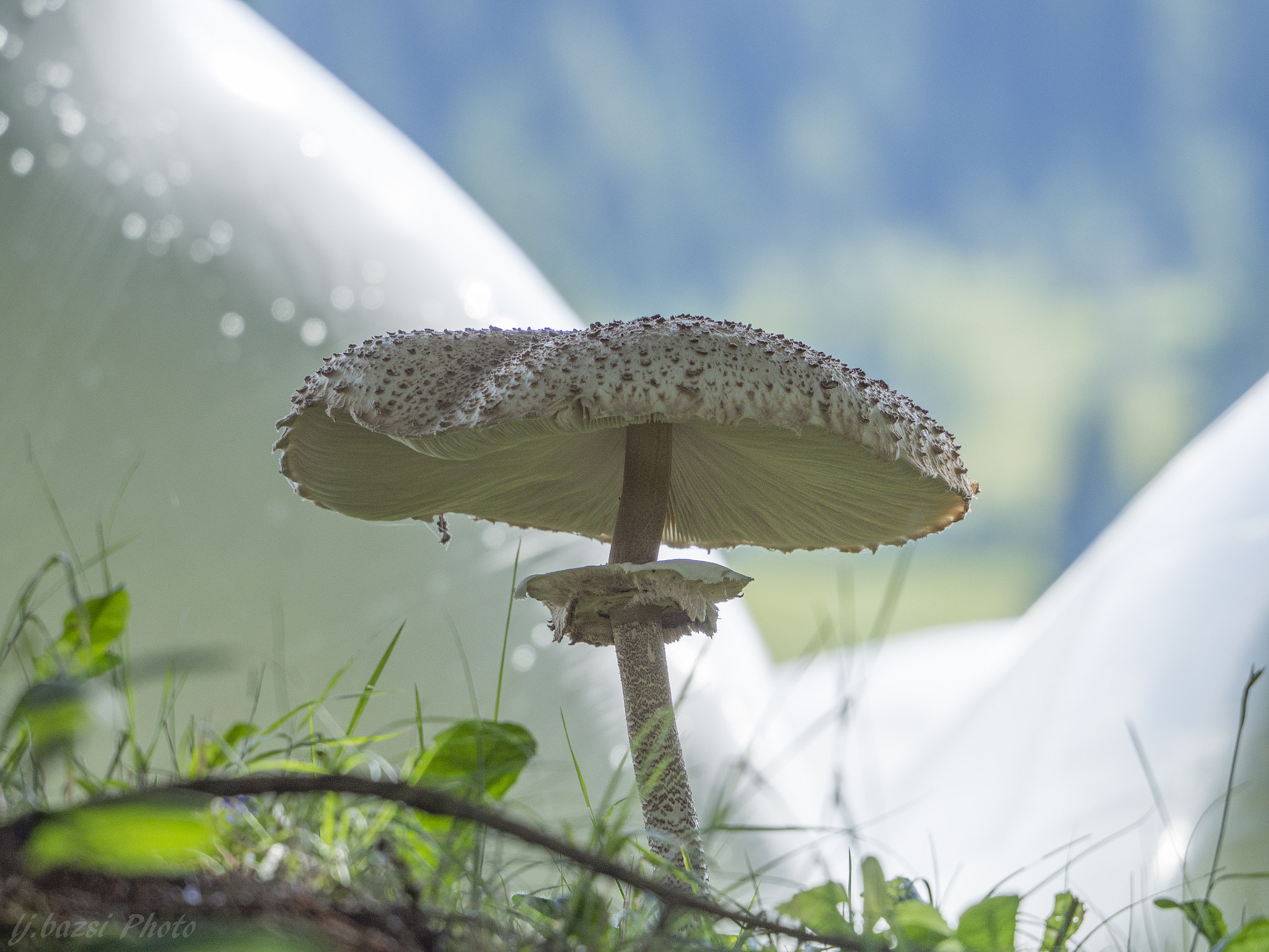 Olympus OM-D E-M10 sample photo. Mushroom photography