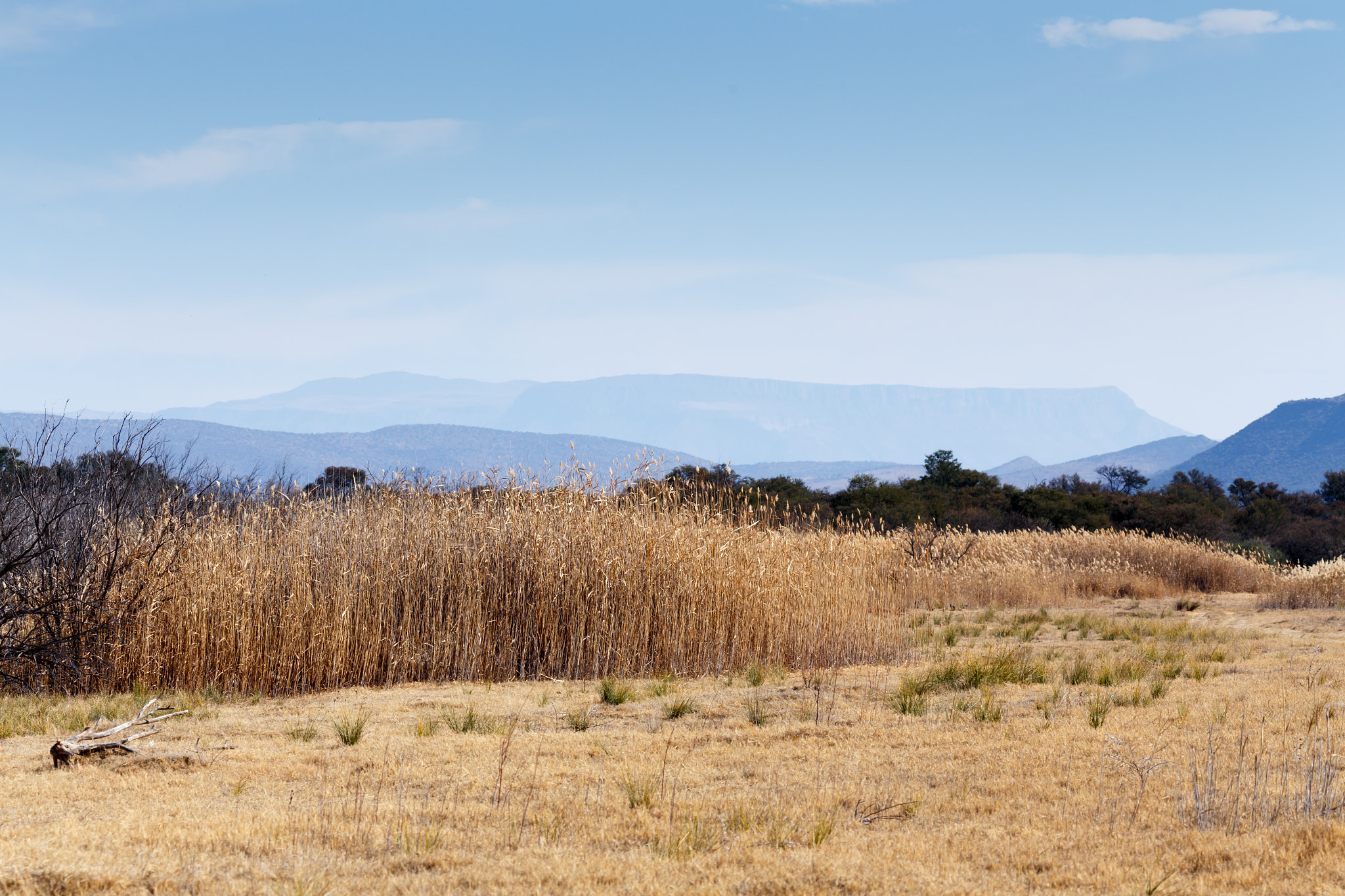 Canon EF 100-400mm F4.5-5.6L IS USM sample photo. Reeds by the mountain - graaff-reinet landscape photography