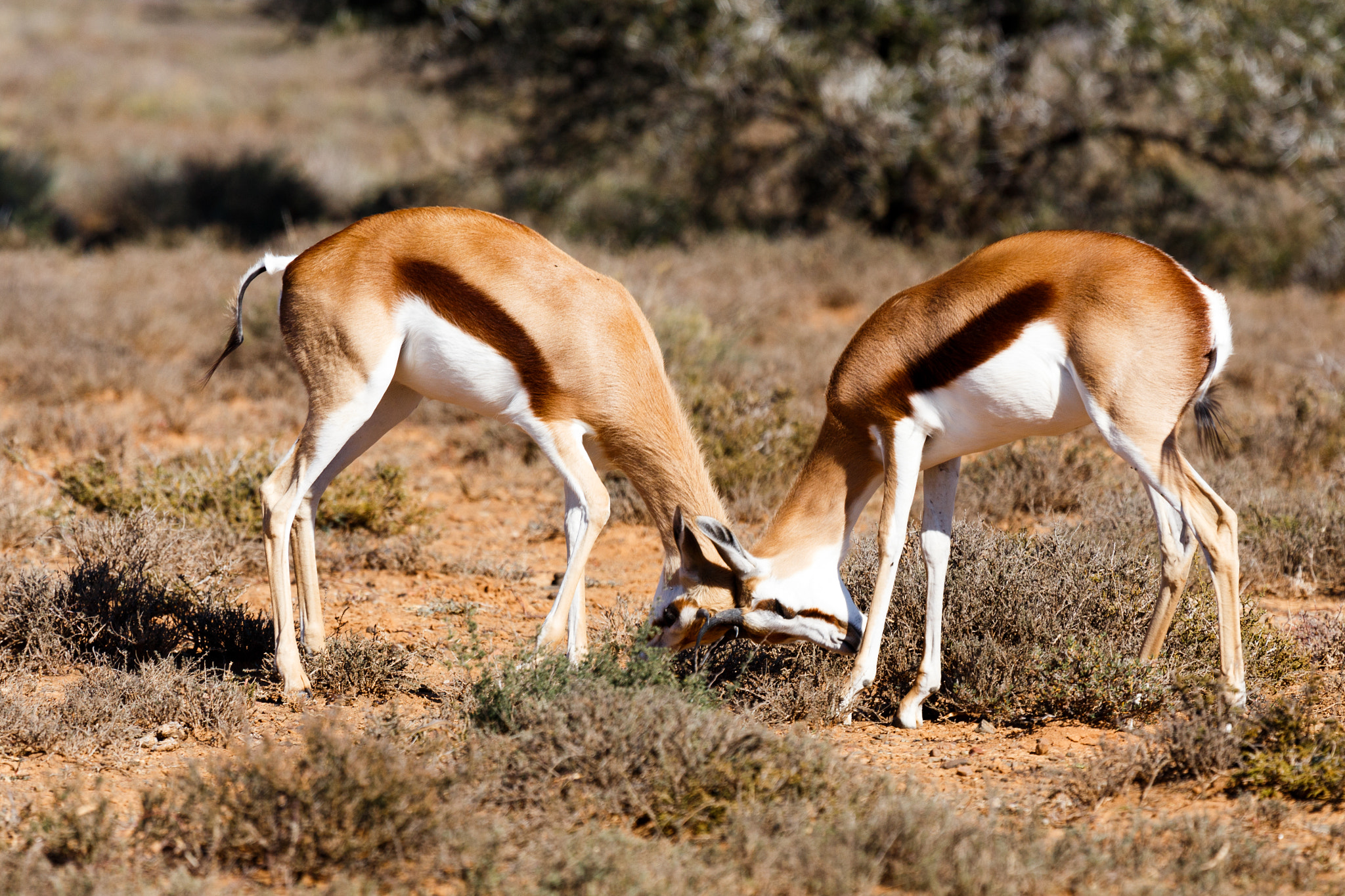 Canon EF 100-400mm F4.5-5.6L IS USM sample photo. Springboks fighting - wildlife park photography