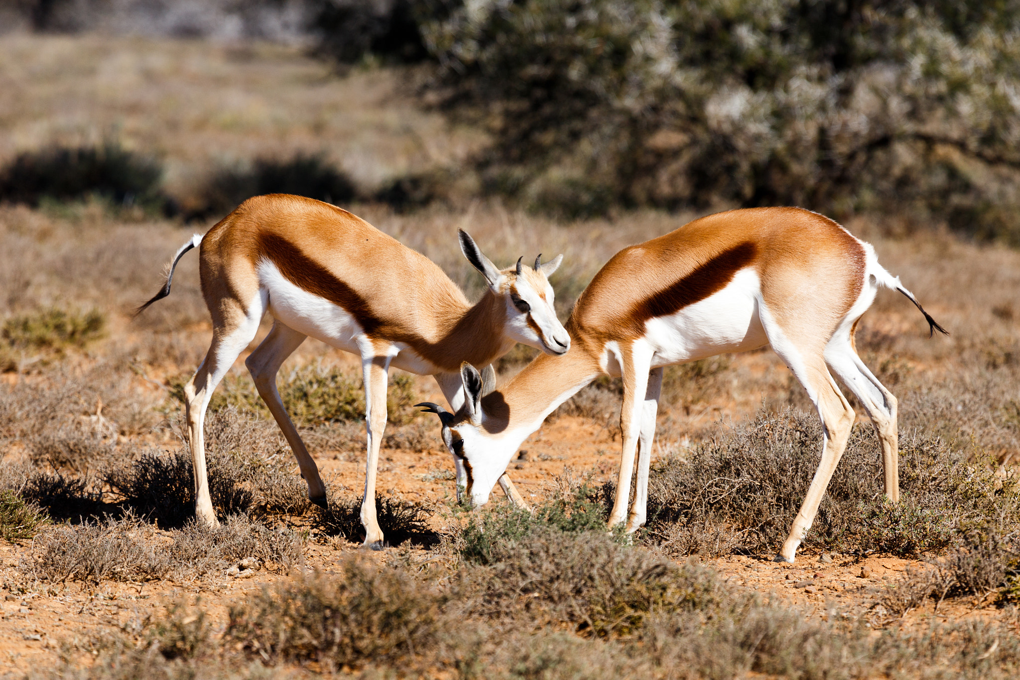 Canon EF 100-400mm F4.5-5.6L IS USM sample photo. Springboks chilling - wildlife park photography