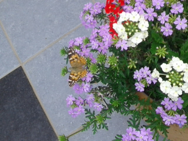 Samsung Galaxy Core2 sample photo. Papillon en terrasse photography