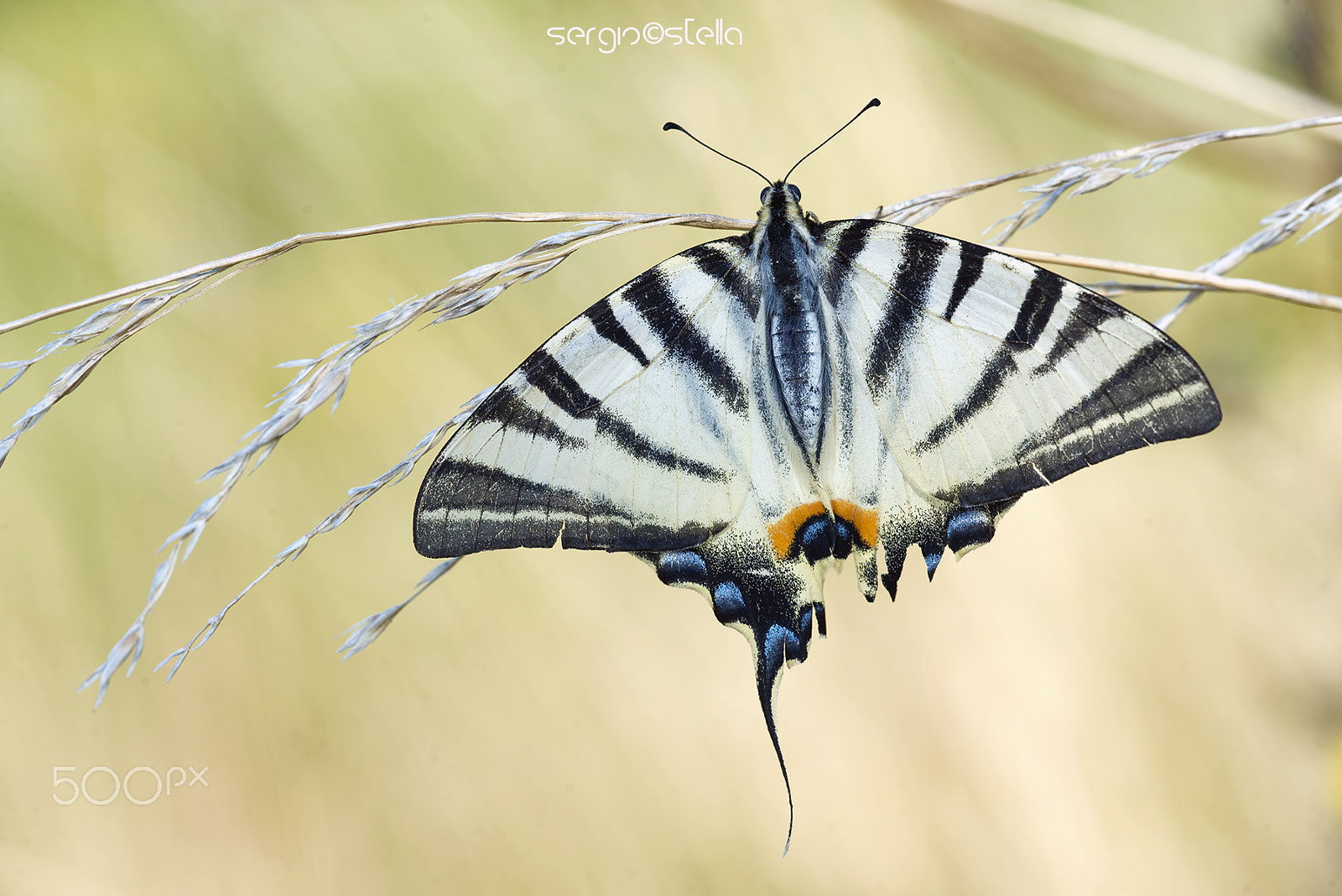 Sigma 150mm F2.8 EX DG Macro HSM sample photo. Only one tail______ photography