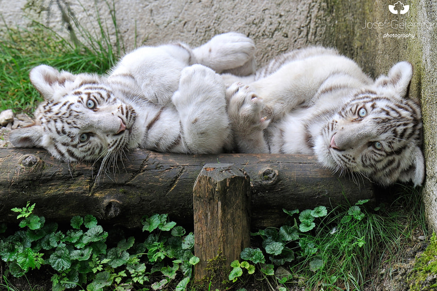 Nikon D3S sample photo. White tiger cubs photography