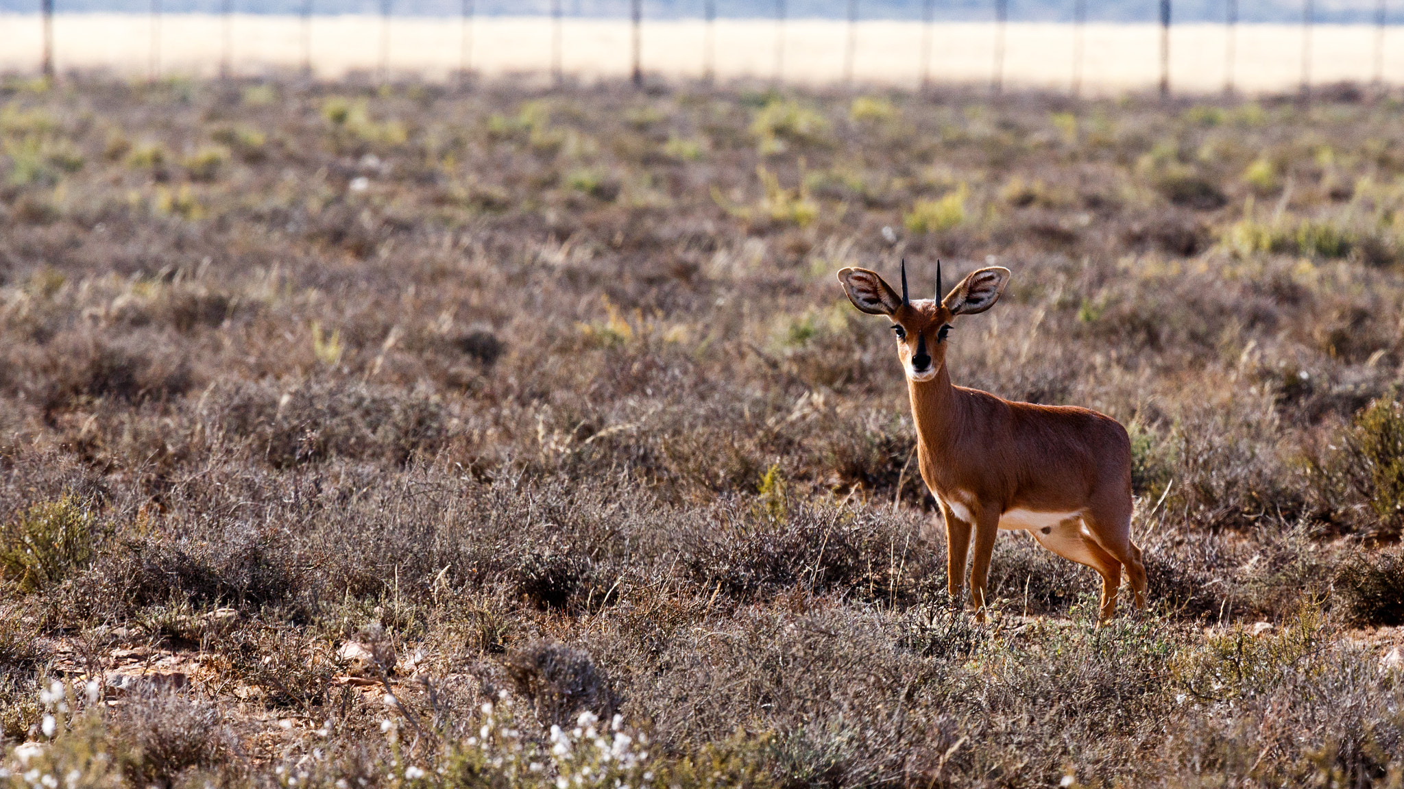 Canon EF 100-400mm F4.5-5.6L IS USM sample photo. Baby duiker - wildlife park photography