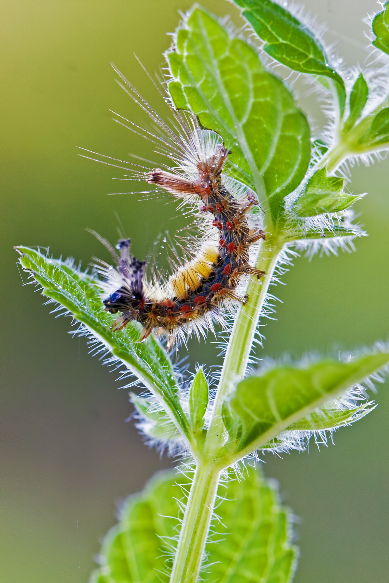 Canon EOS 40D sample photo. Rusty tussock moth caterpillar (orgyia antiqua) photography