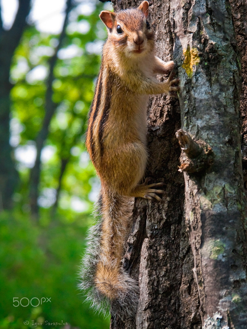 KONICA MINOLTA DiMAGE A200 sample photo. Chipmunk photography