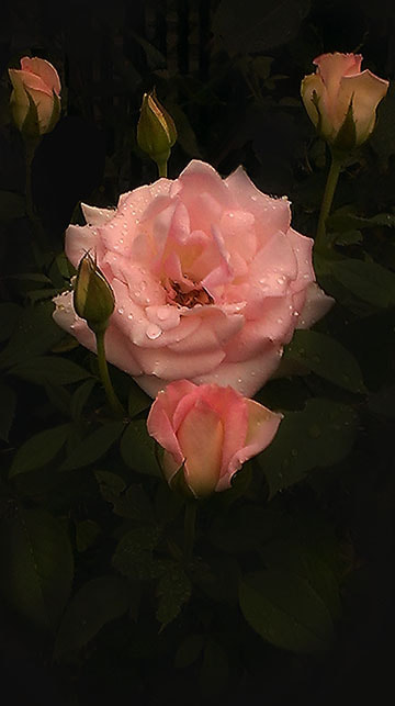 HTC ONE X sample photo. Soft roses dew photography
