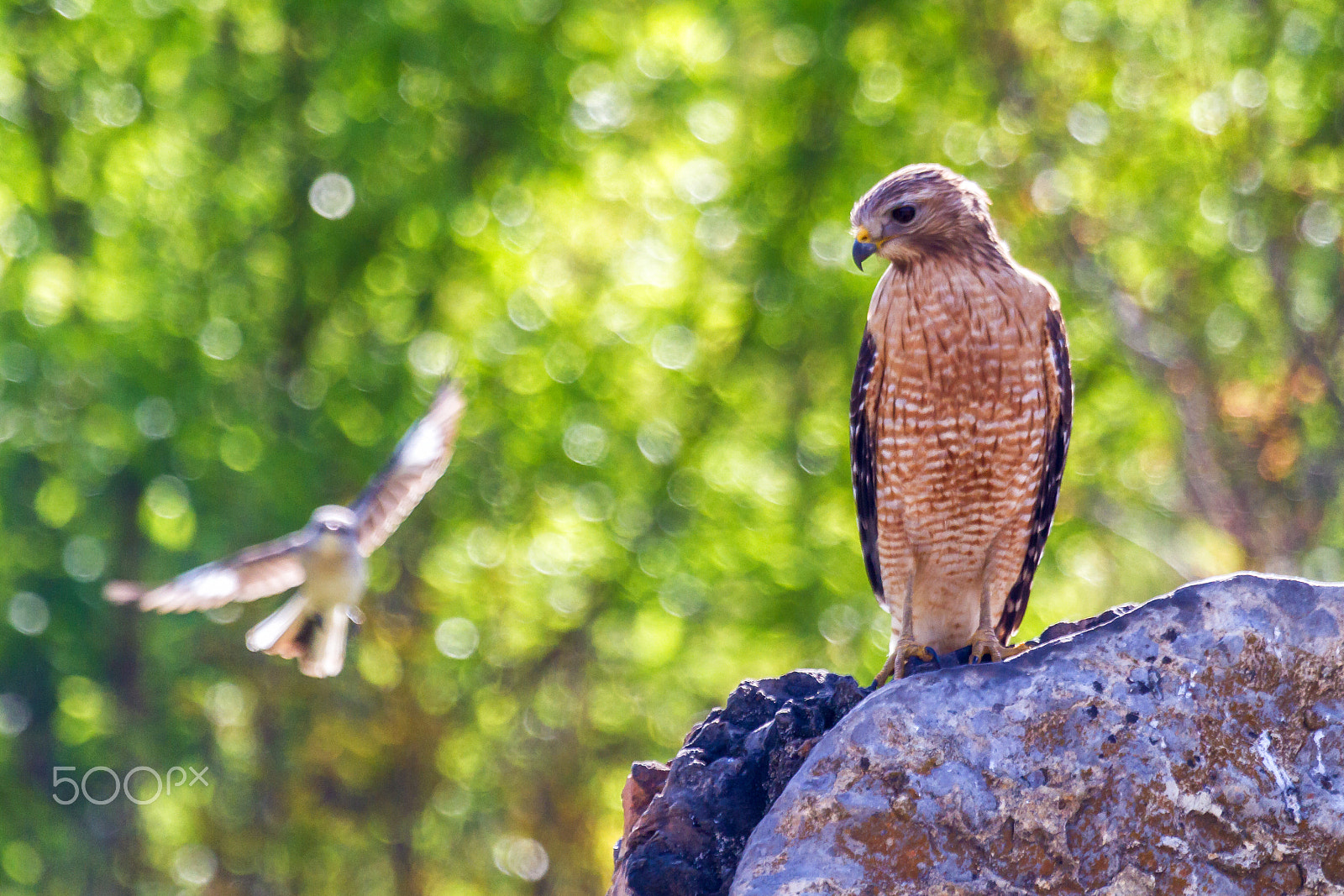 Canon EF 100-400mm F4.5-5.6L IS USM sample photo. Red-shoulder hawk photography
