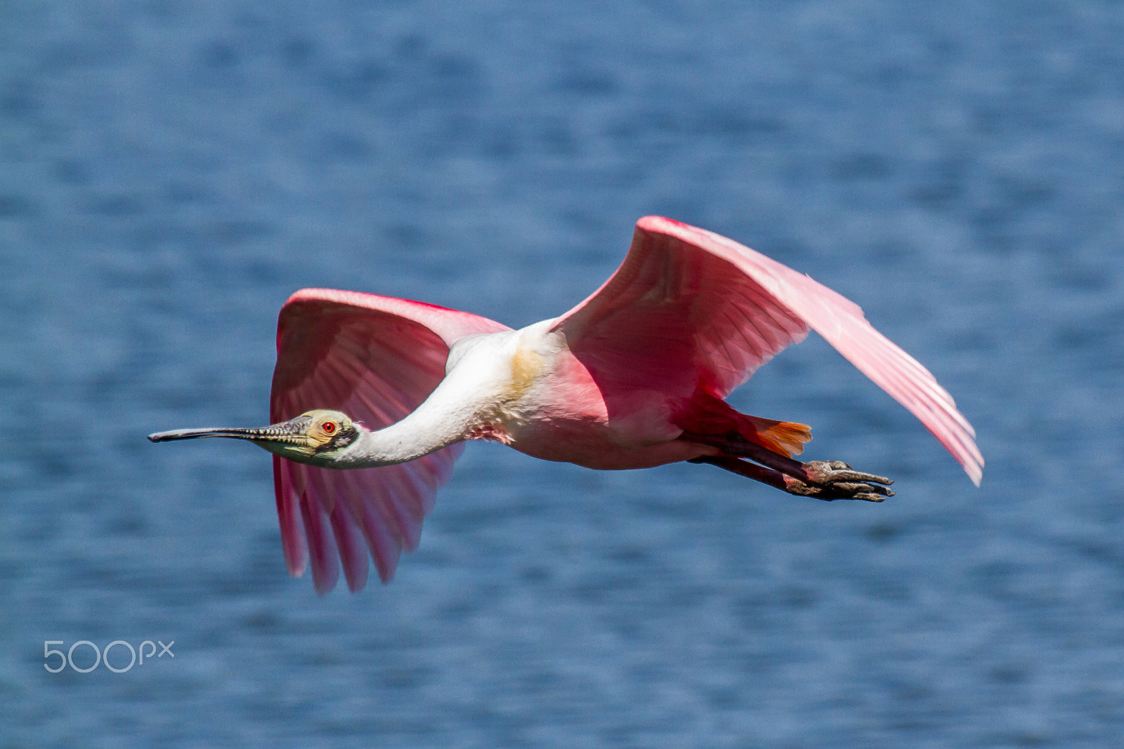 Canon EF 100-400mm F4.5-5.6L IS USM sample photo. Platalea ajaja  photography