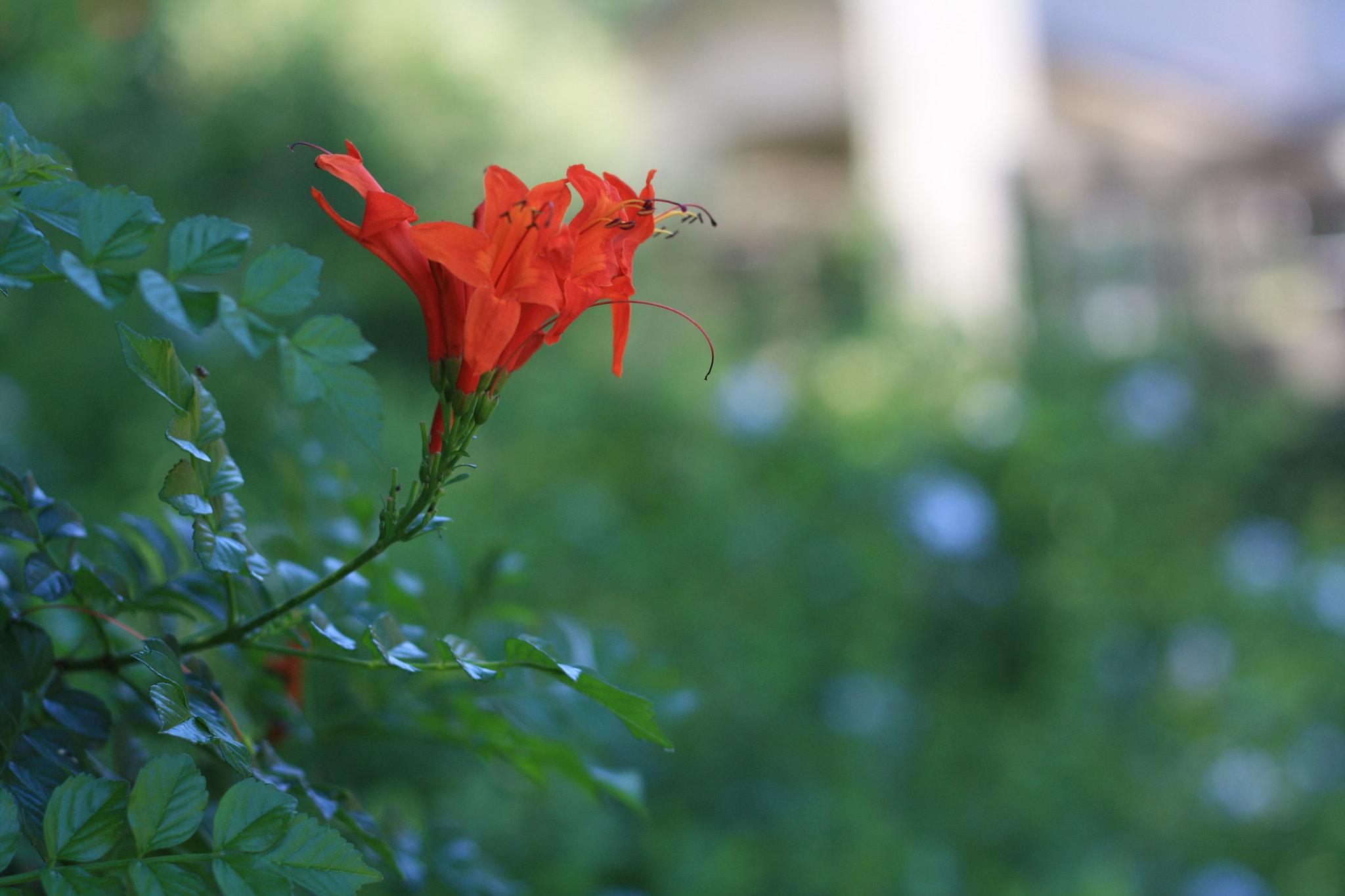 Canon EOS 450D (EOS Rebel XSi / EOS Kiss X2) sample photo. Flower photography