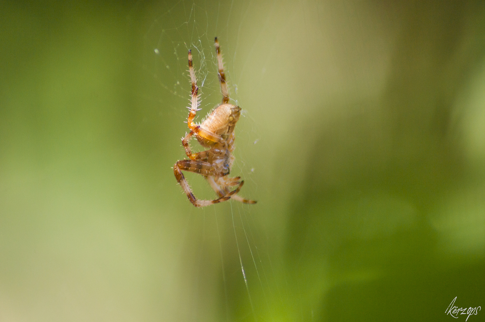 Tamron AF 70-300mm F4-5.6 Di LD Macro sample photo. Spider photography