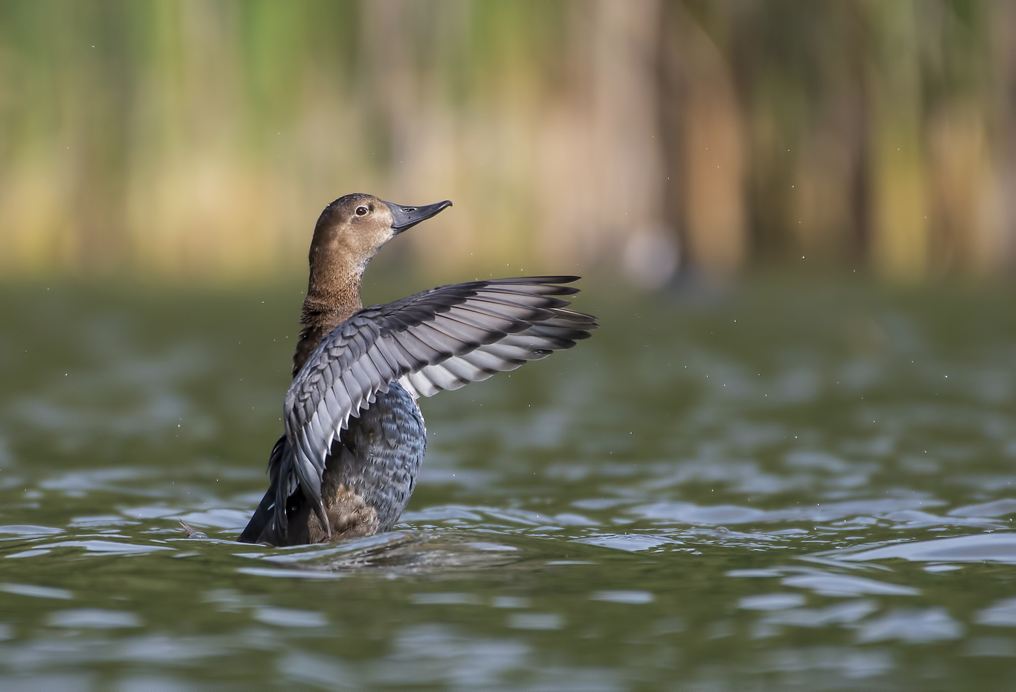 Nikon AF-S Nikkor 200-500mm F5.6E ED VR sample photo. Drying wings (a pochard-female) photography