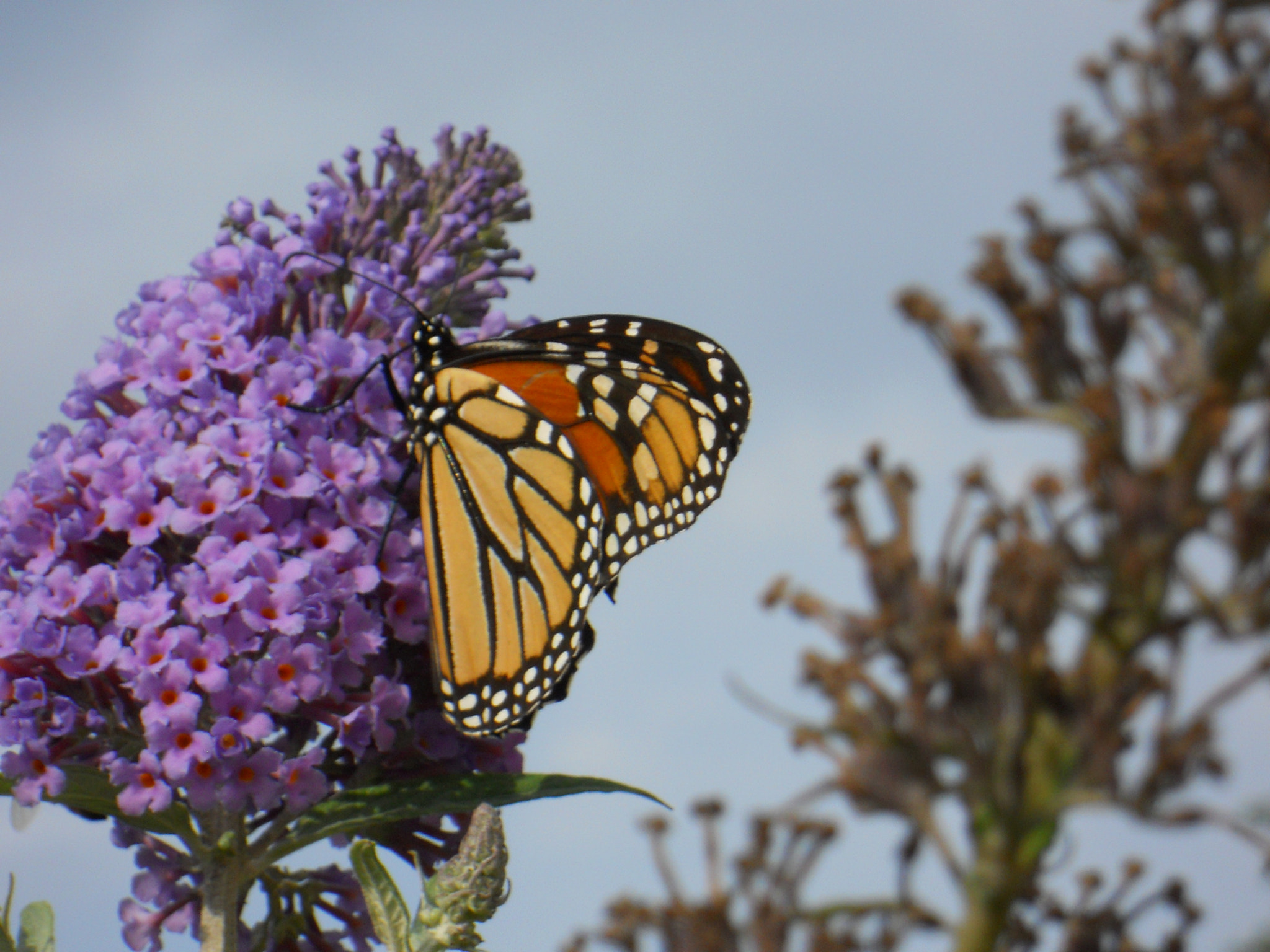 Nikon Coolpix S570 sample photo. Blooms and butterflies photography