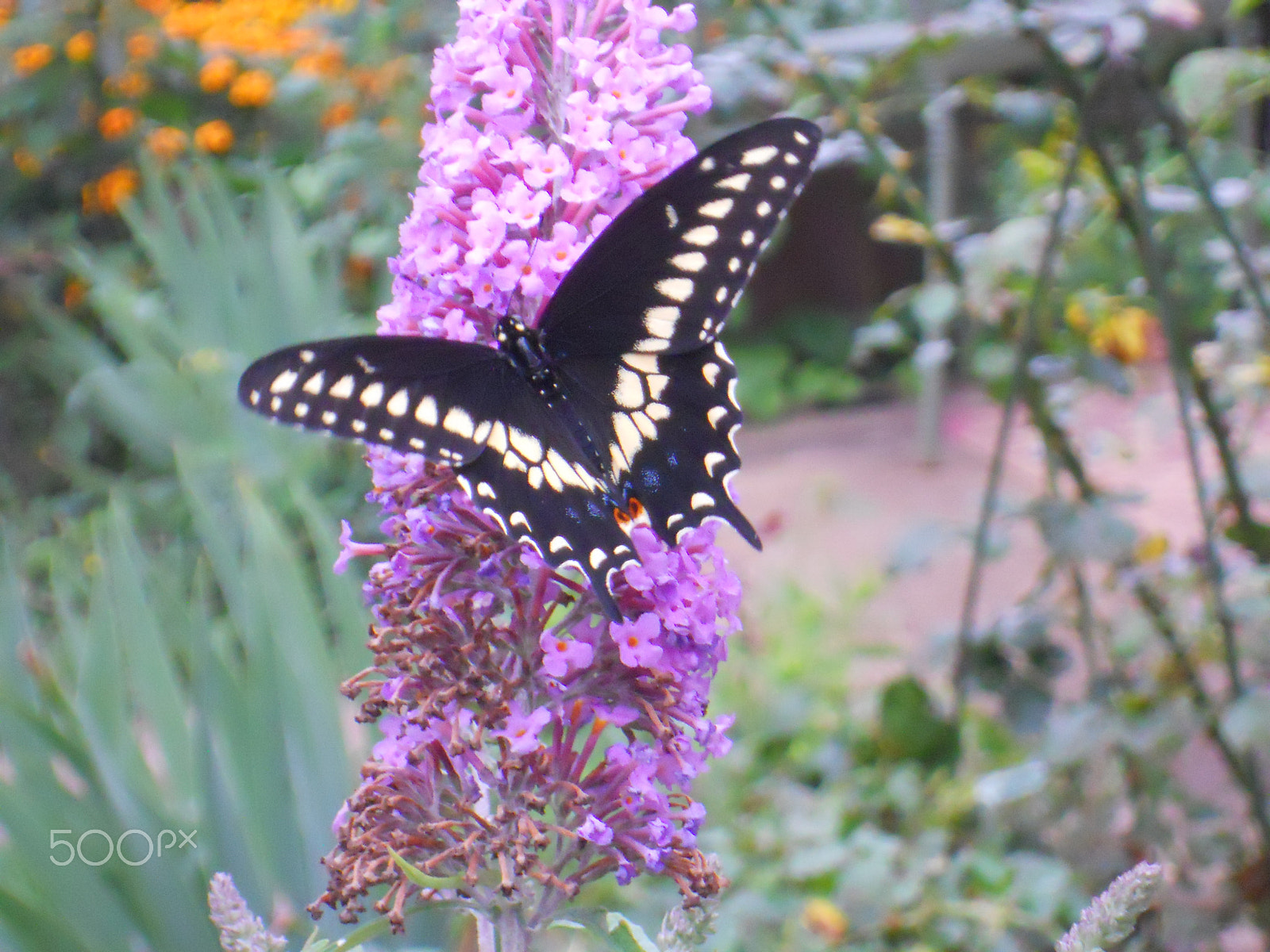 Nikon Coolpix S570 sample photo. Blooms and butterflies photography