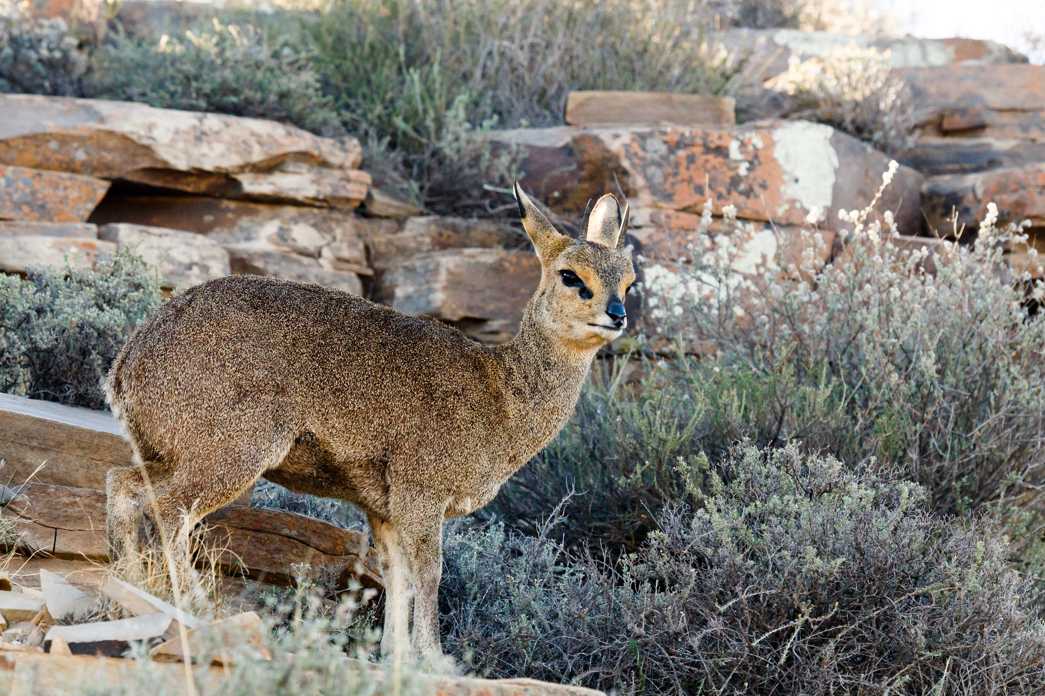 Canon EF 100-400mm F4.5-5.6L IS USM sample photo. Common duiker standing - wildlife park - beaufort west photography