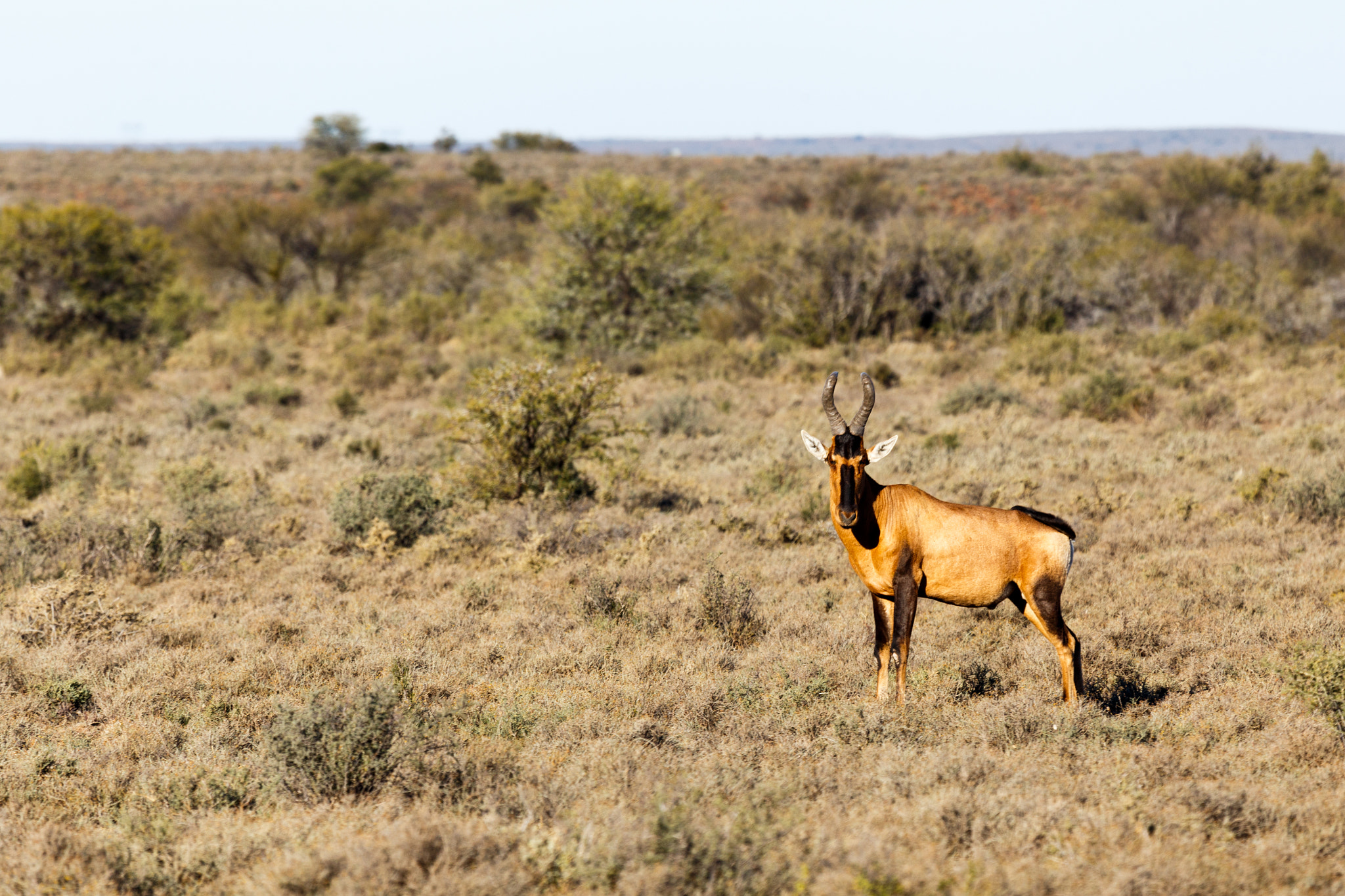Canon EF 100-400mm F4.5-5.6L IS USM sample photo. Red heart beast in the field - wildlife park - beaufort west photography