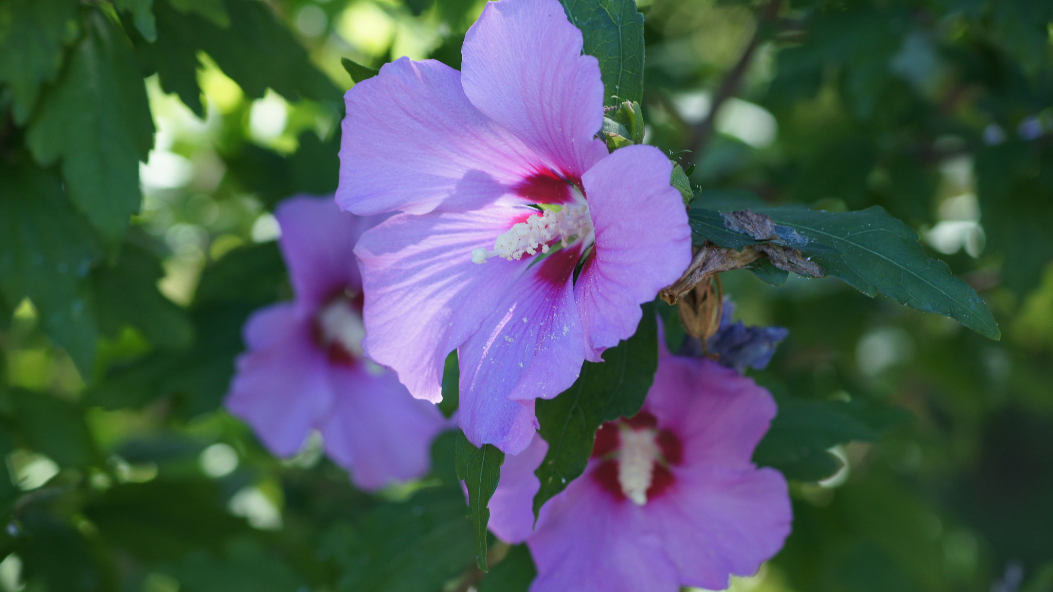 Sony DT 55-200mm F4-5.6 SAM sample photo. Hibiscus photography