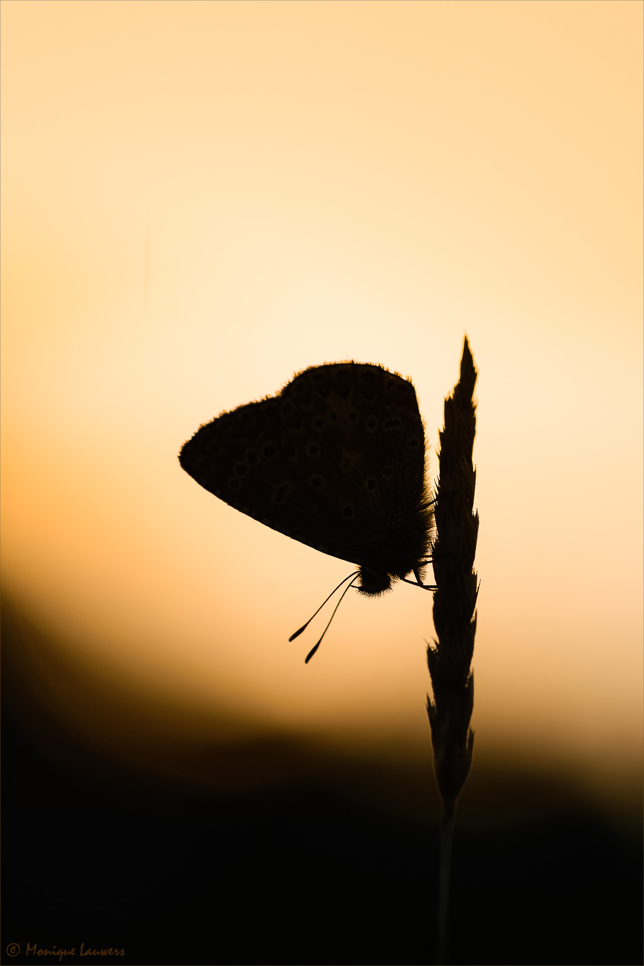 Sigma 150mm F2.8 EX DG OS Macro HSM sample photo. Silhouette of a butterfly photography