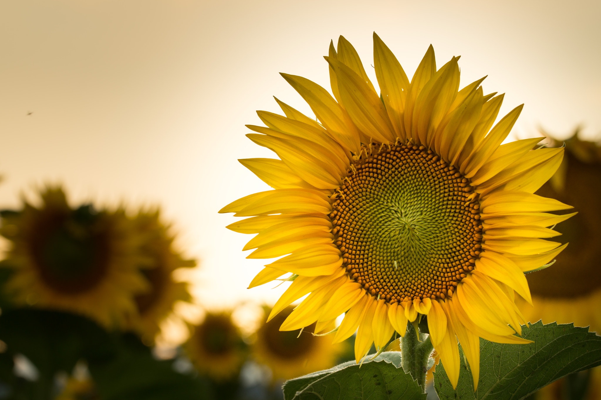 Sony SLT-A58 + 90mm F2.8 Macro SSM sample photo. Sunflower1 photography